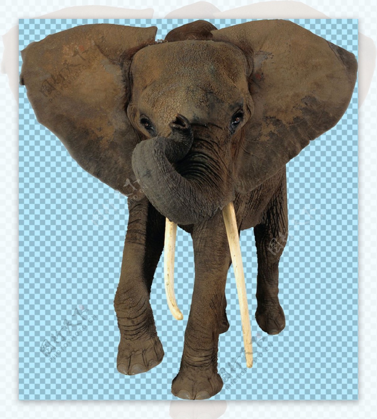 大象正面图片免抠png透明图层素材