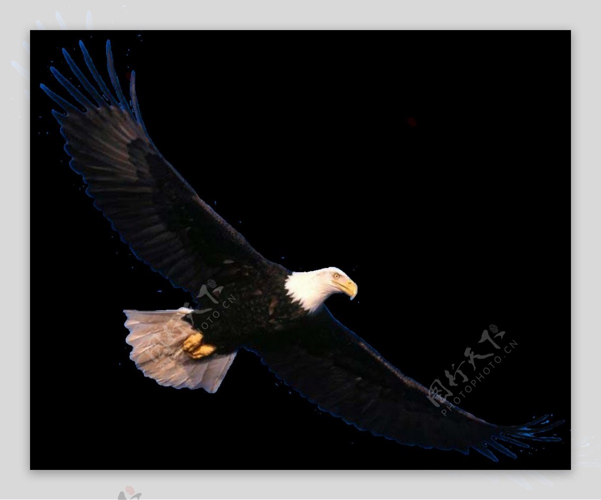 黑色羽毛飞翔的老鹰图片免抠png透明素材