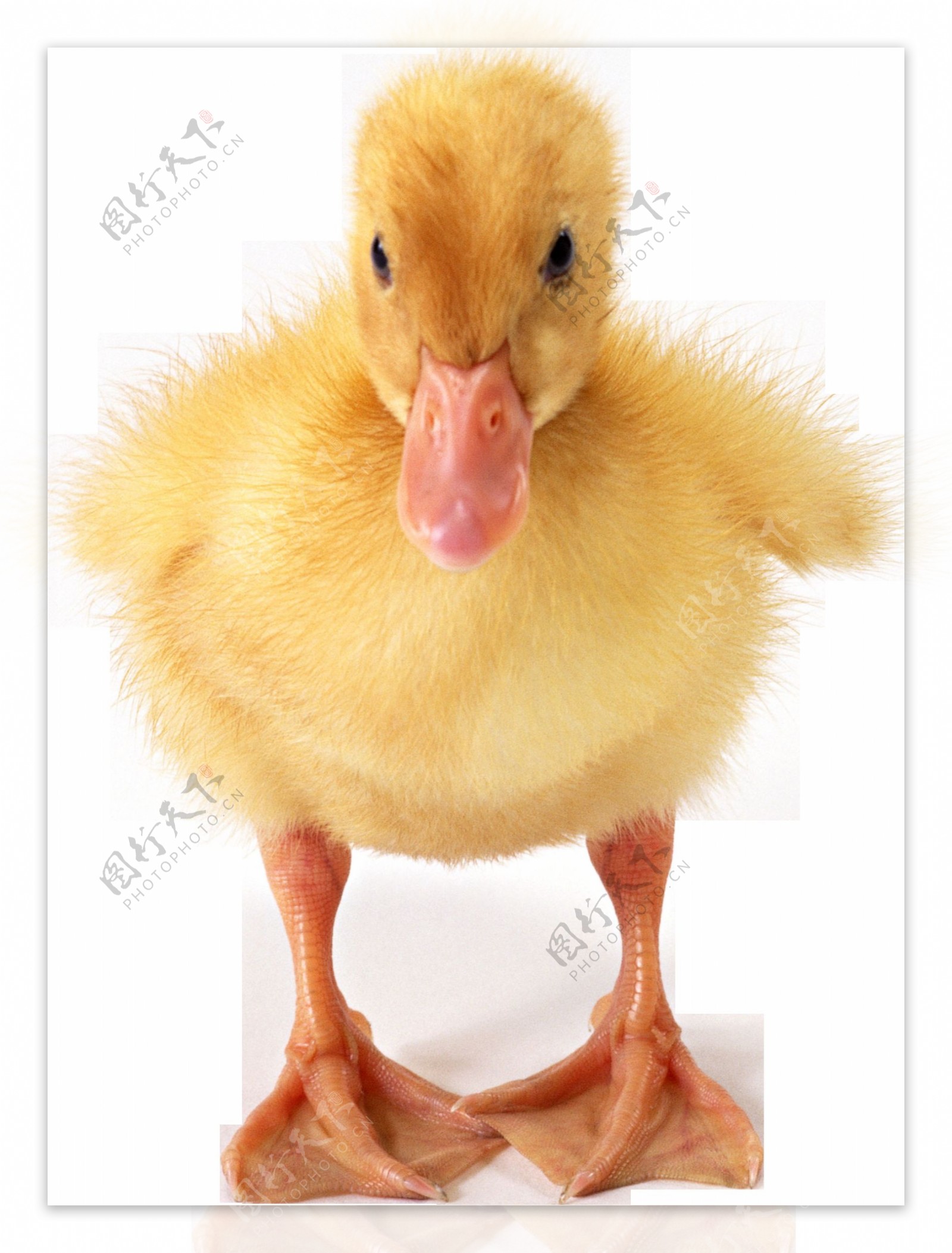 黄色小鸭子图片免抠png透明图层素材