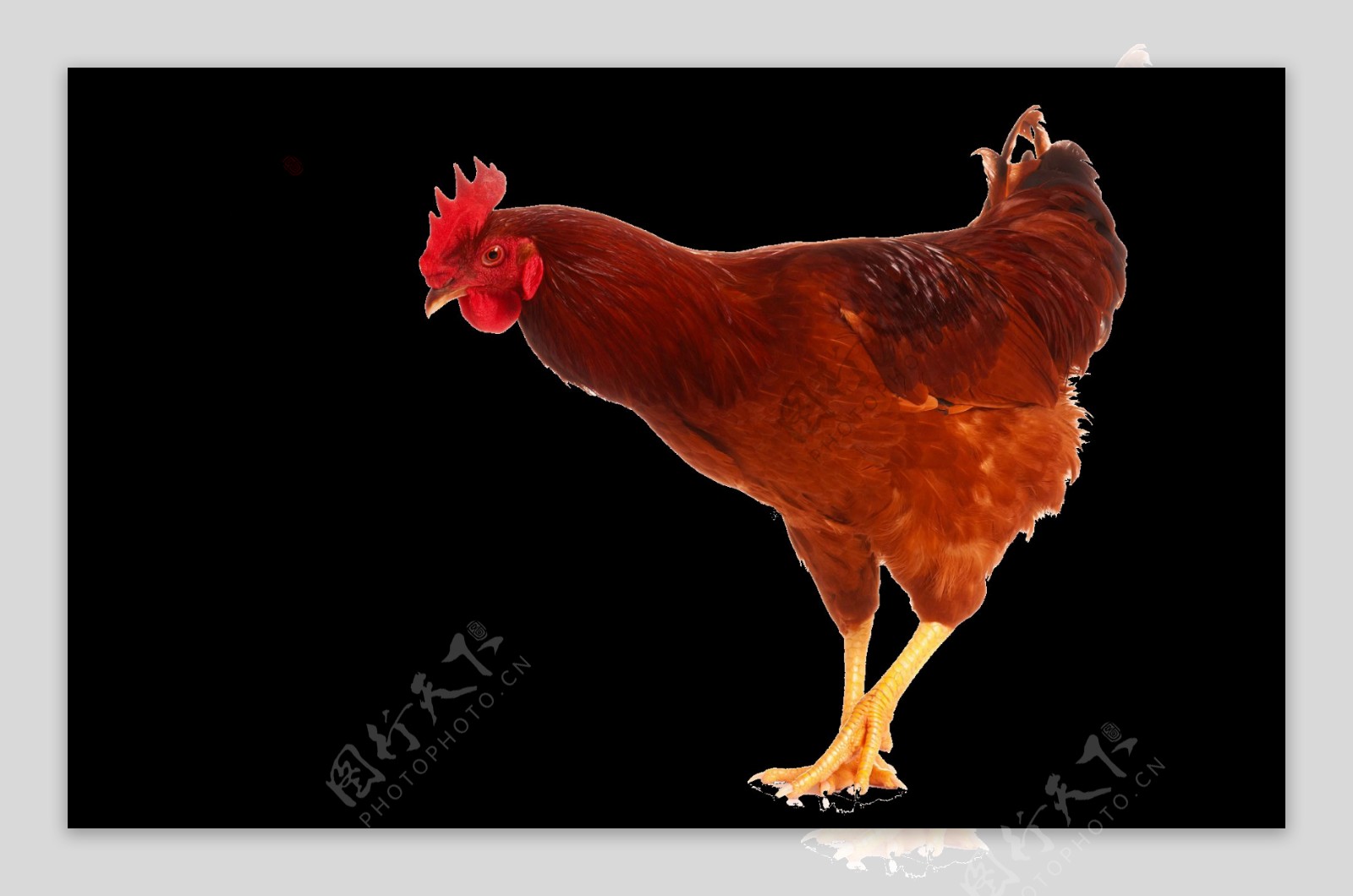 俯身找食物的公鸡图片免抠png透明素材
