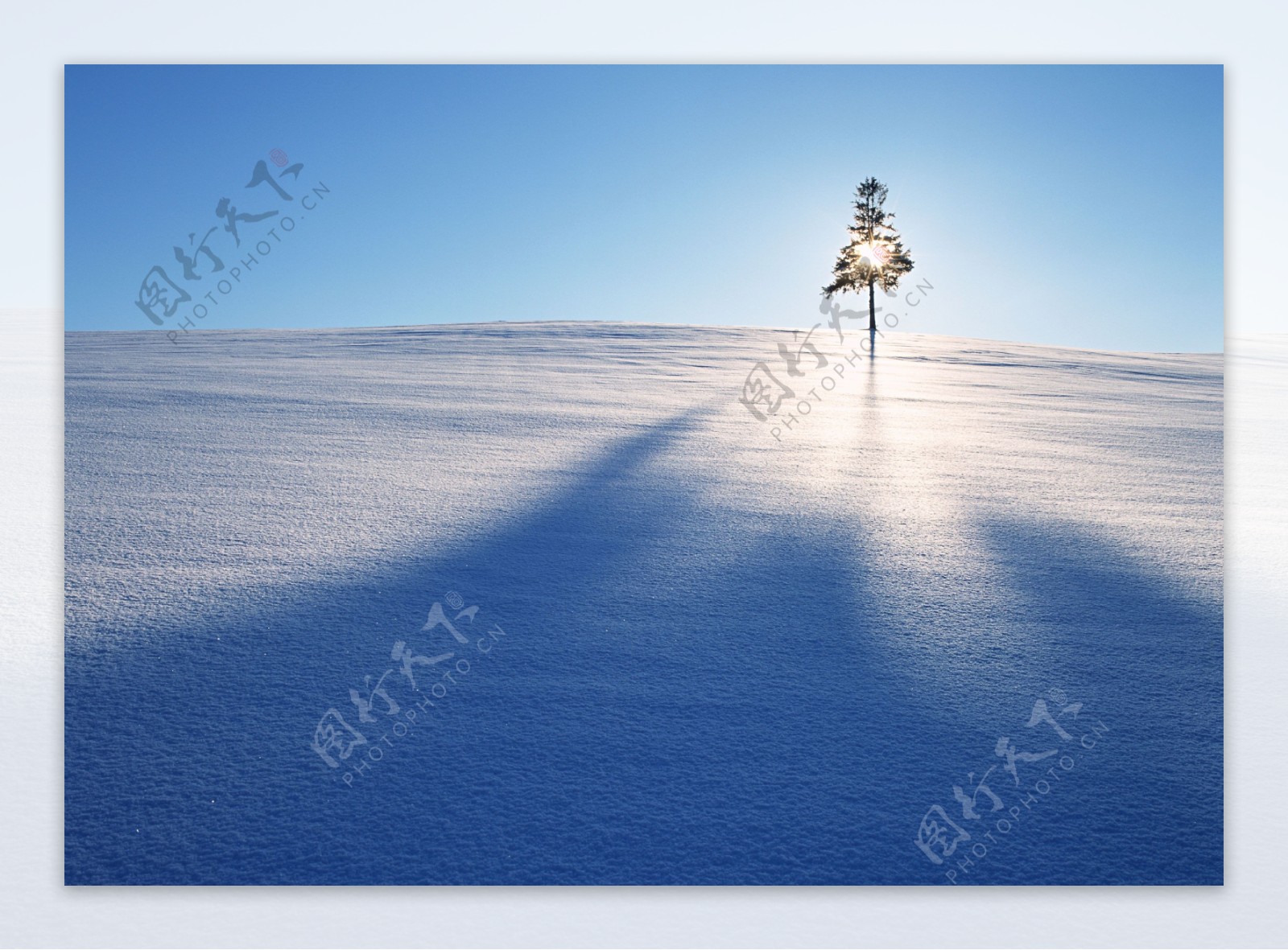 阳光下雪地上的树木图片