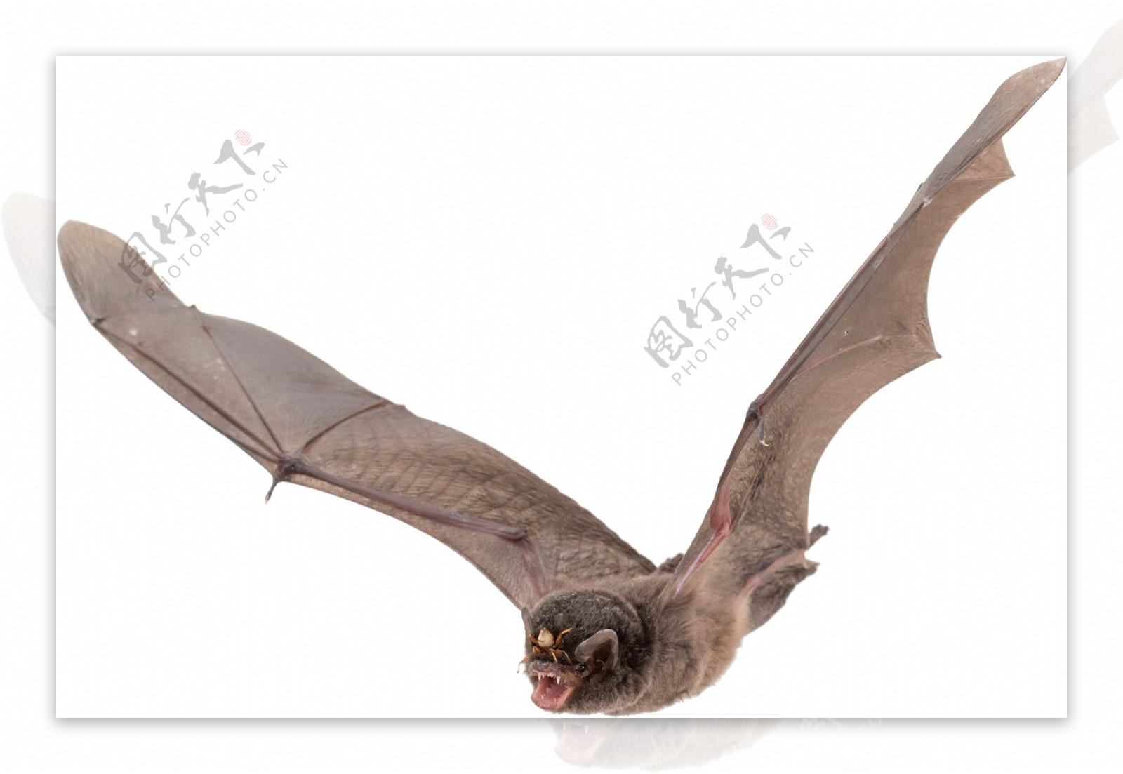 展翅翱翔的蝙蝠图片免抠png透明图层素材