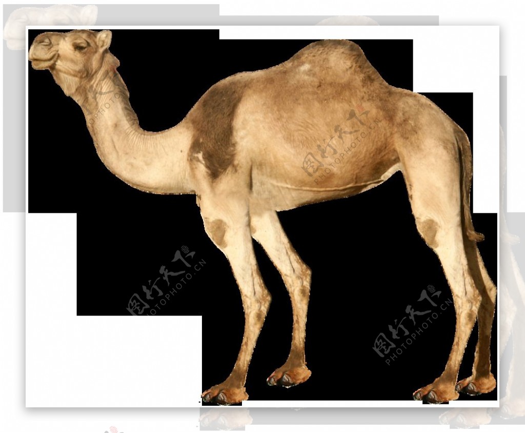单峰骆驼侧面图片免抠png透明图层素材