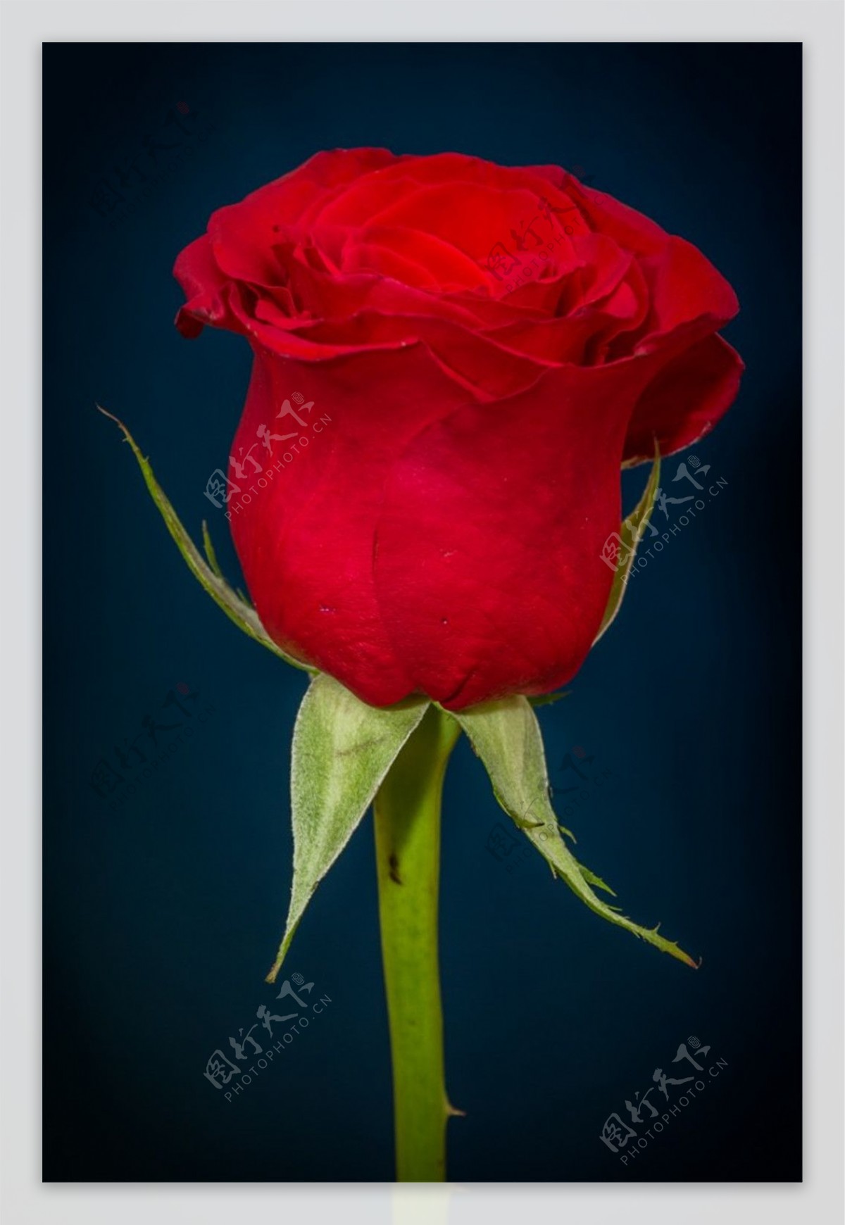 一支红色玫瑰花图片