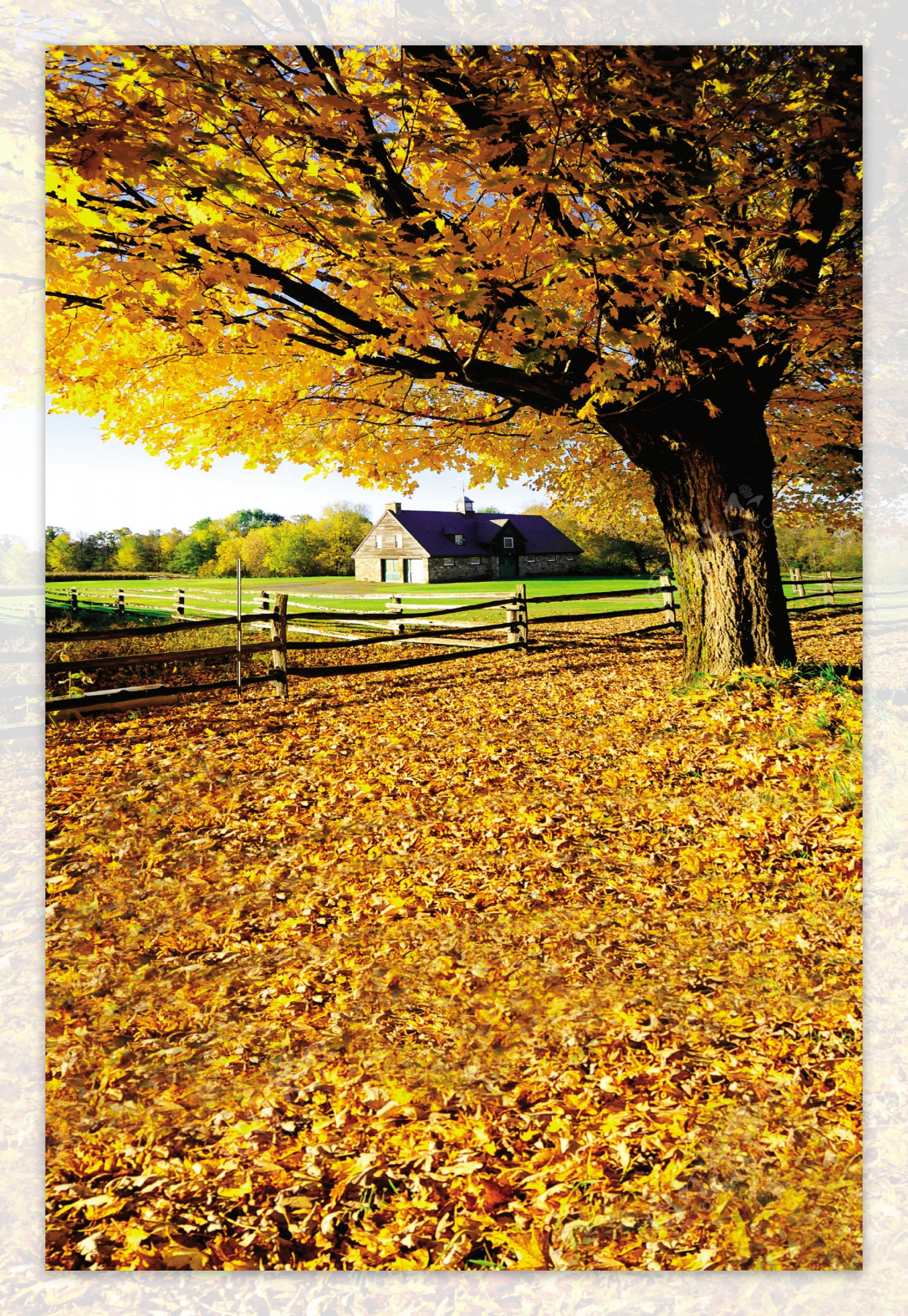 房子与树下的落叶影楼摄影背景图片