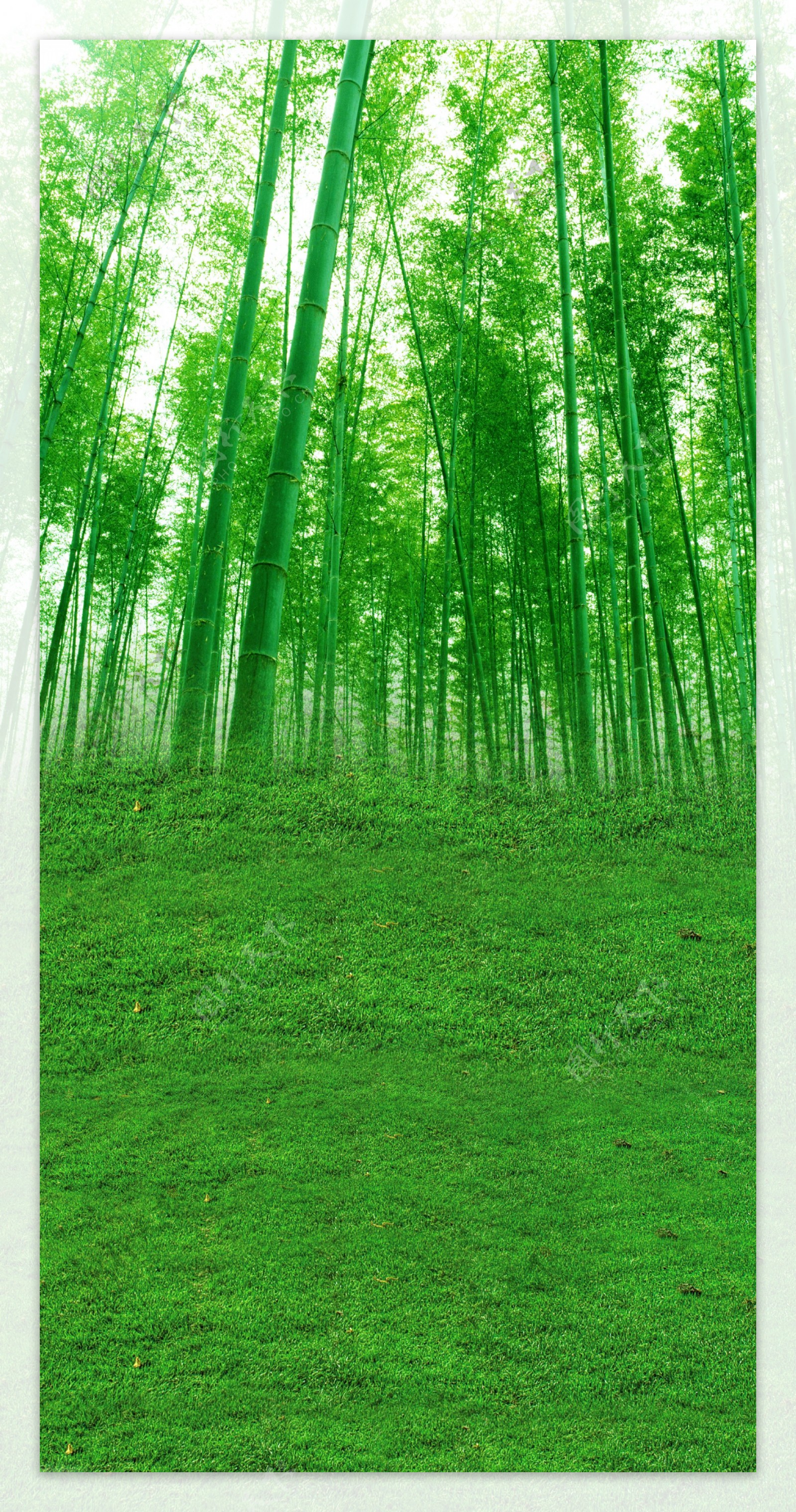 郁郁葱葱的竹叶林影楼摄影背景图片