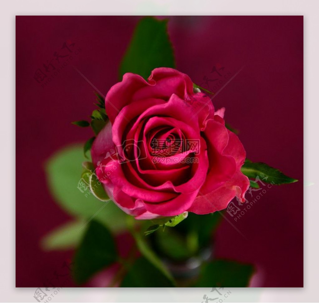 花玫瑰绽放开花红色玫瑰