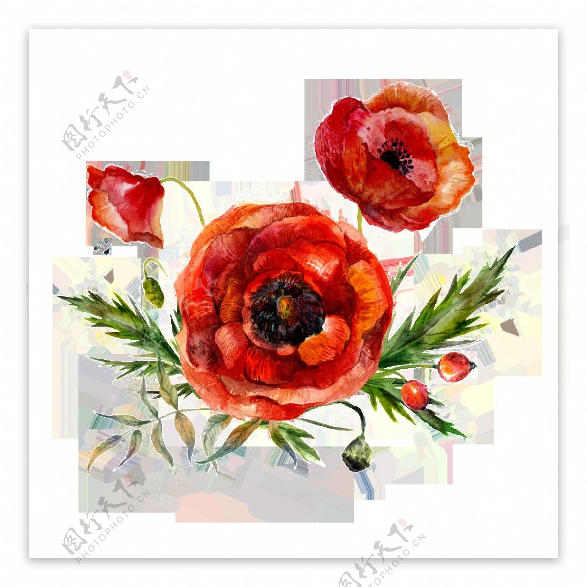 红色花卉图片素材