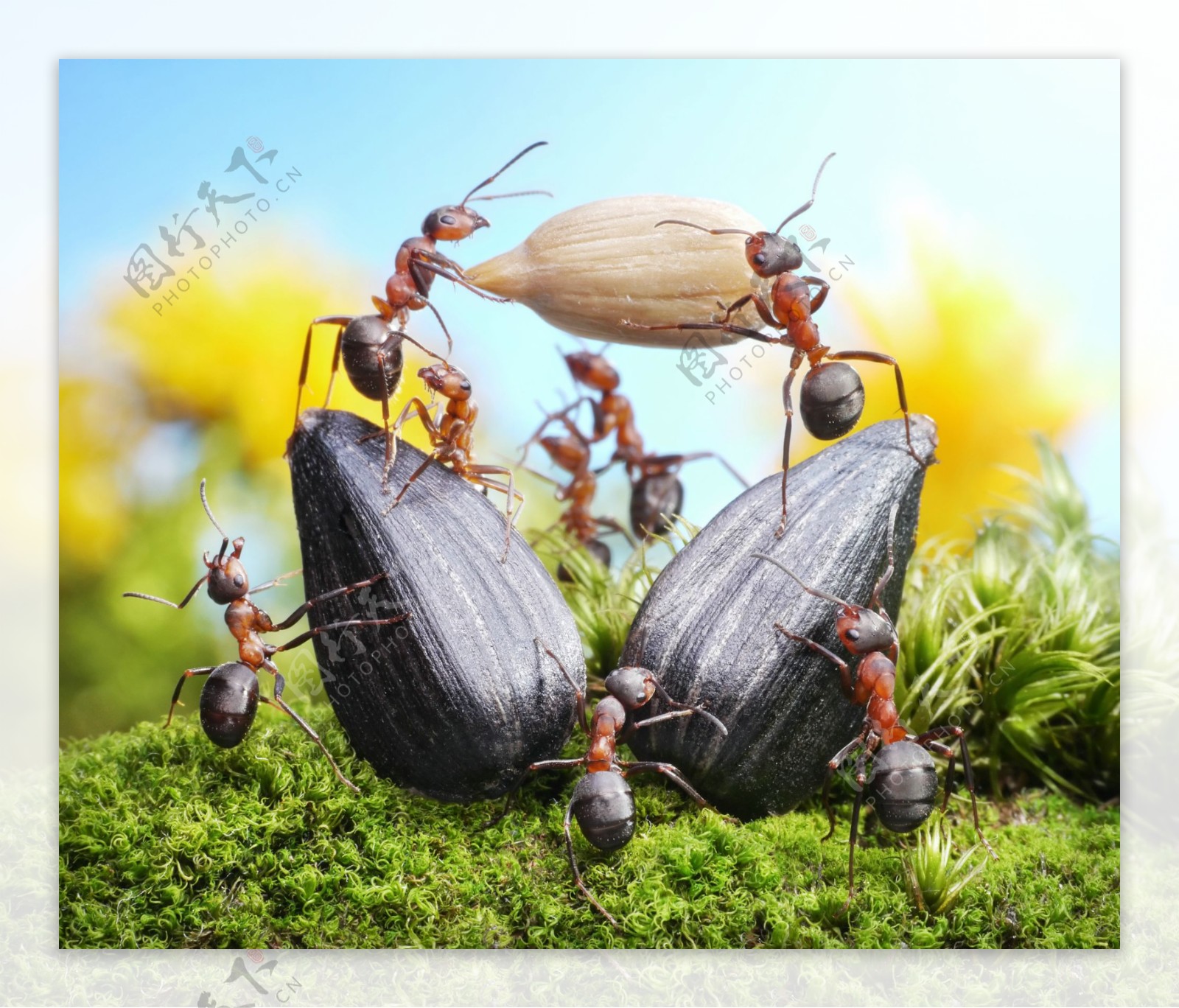 蚂蚁搬运食物图片,蚂蚁搬运食物的图片,蚂蚁搬食物图片_大山谷图库