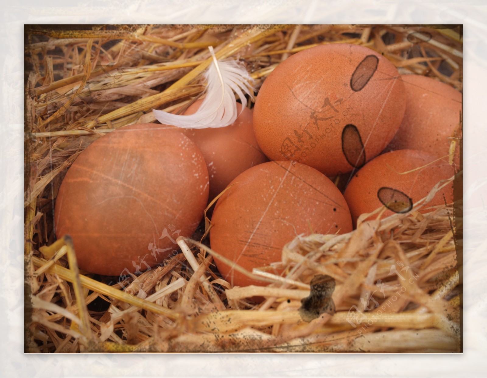 鸡毛干草和鸡蛋图片