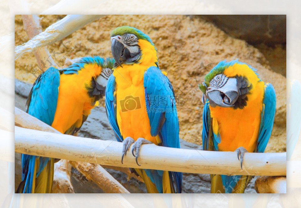 自然动物动物园鸟类热带鹦鹉金刚鹦鹉