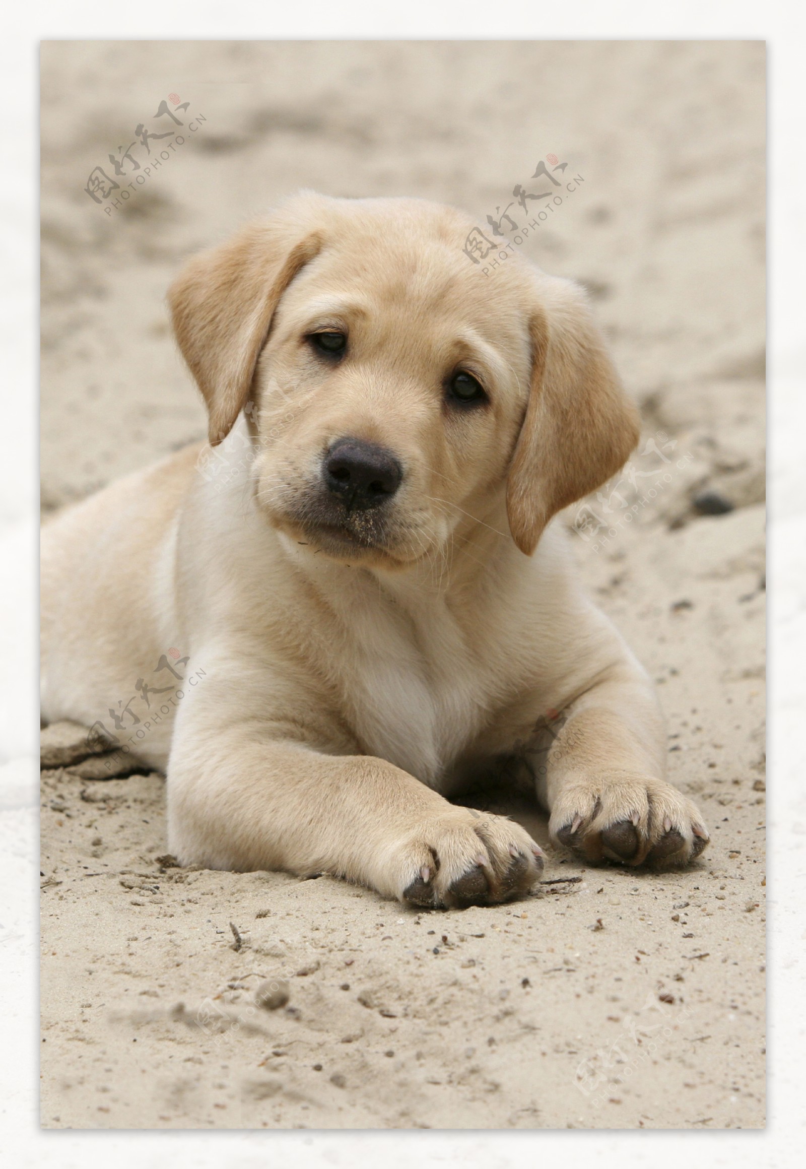 沙滩上的狗儿特写图片