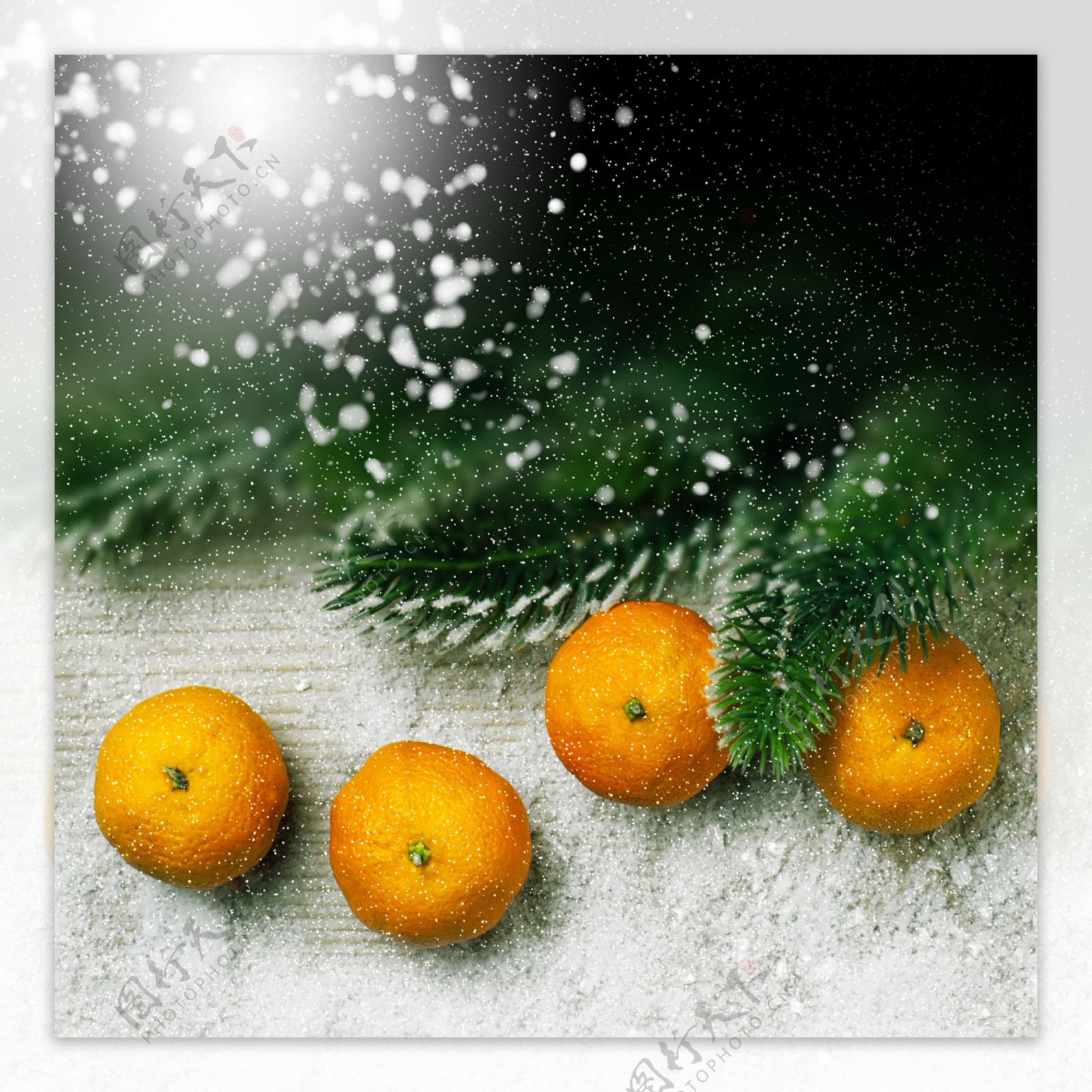雪地里的橘子图片
