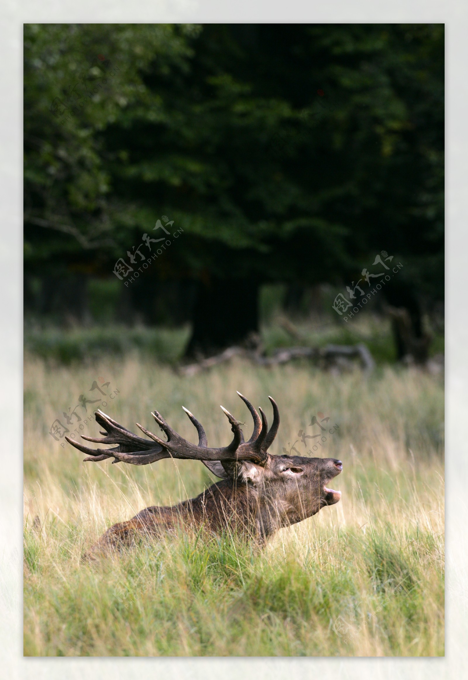 在草原上大喊的麋鹿图片