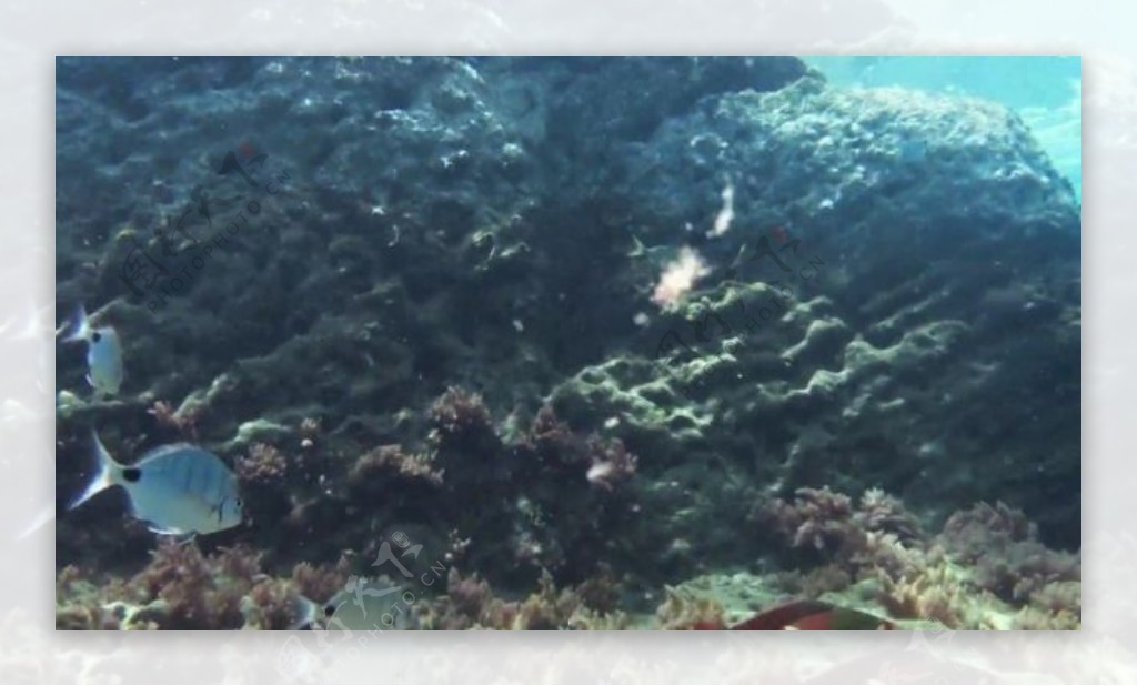 实拍海底世界视频素材