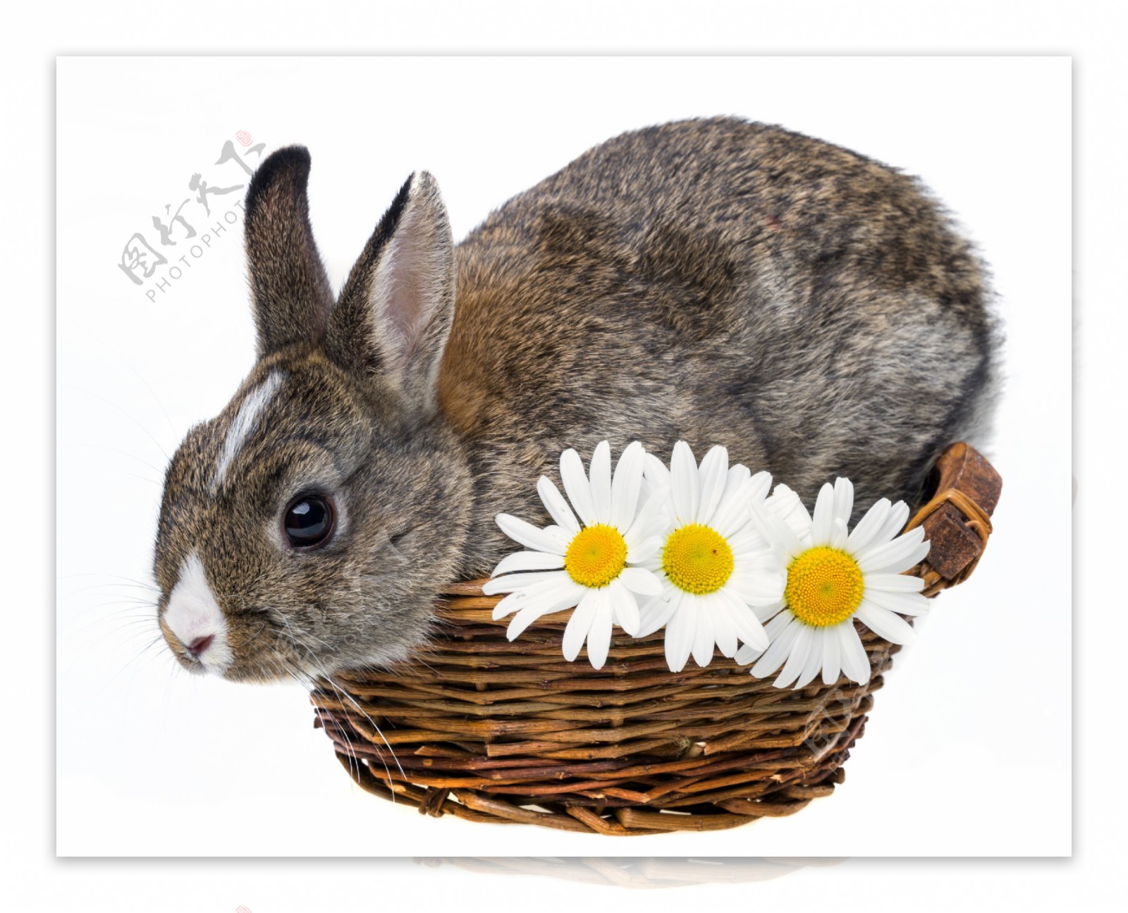 兔子与鲜花图片