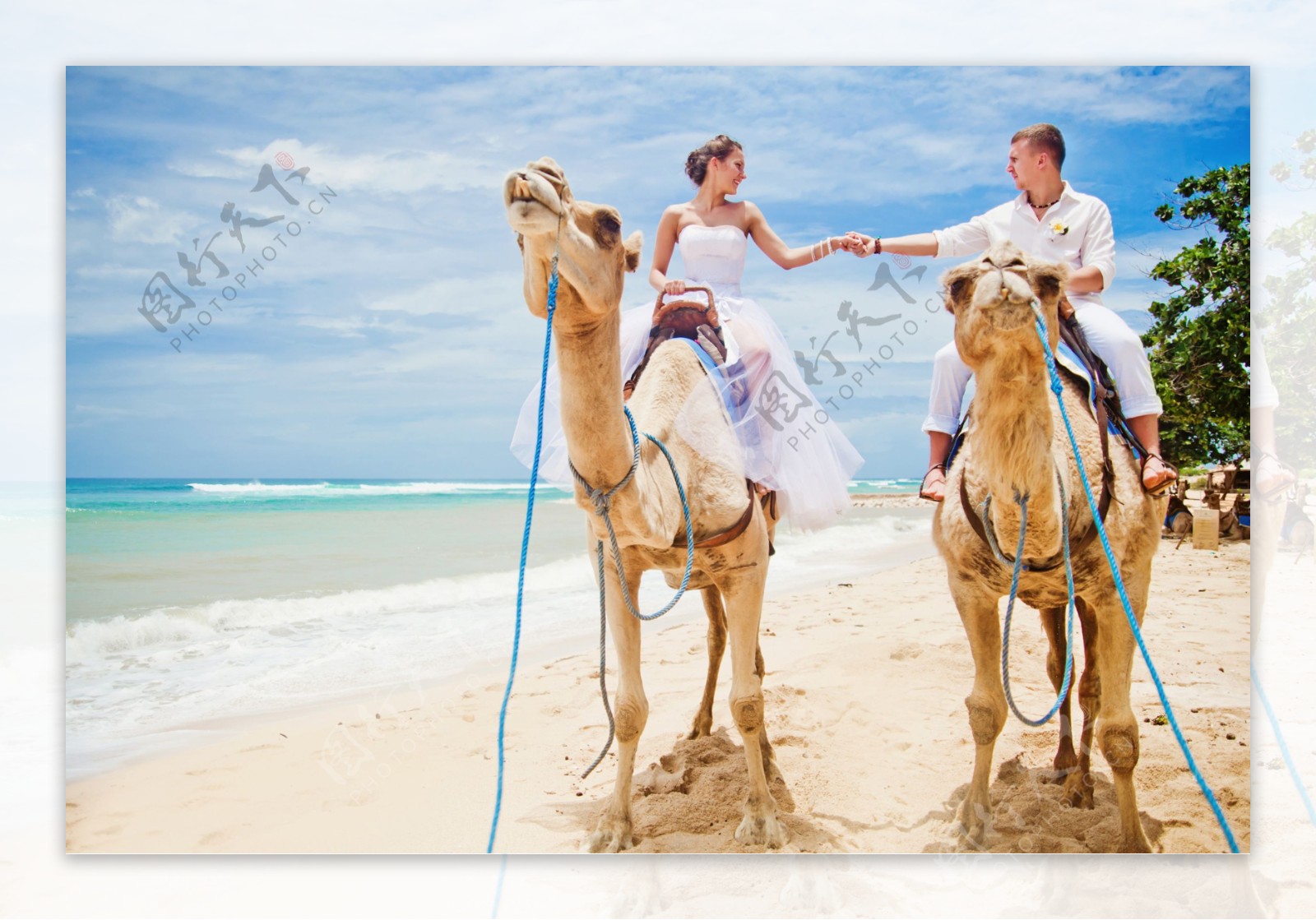 骑骆驼的海边婚纱照图片