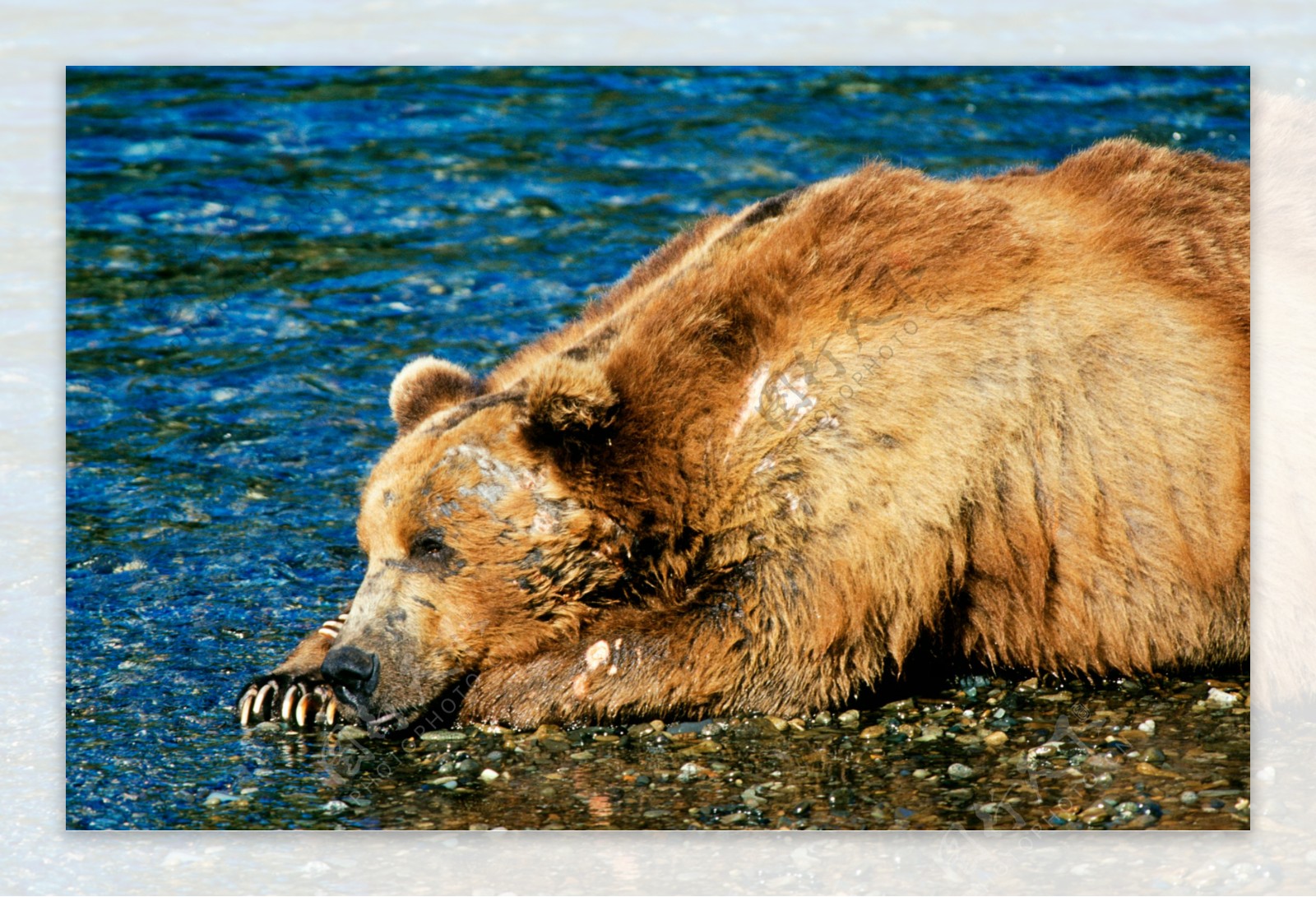 大棕熊摄影图片