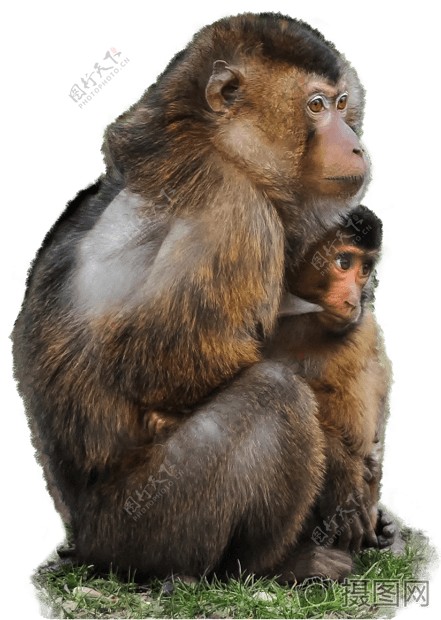 动物儿童猿猴子婴儿母亲照顾保护隔离保护伤痕累累猕猴盾拥抱