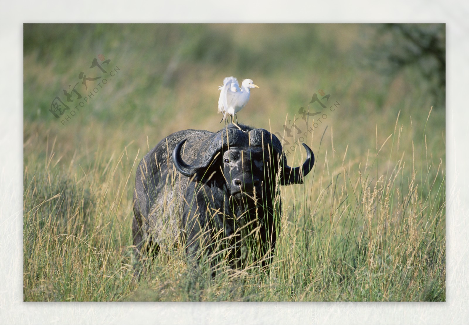 非洲野生动物牛图片