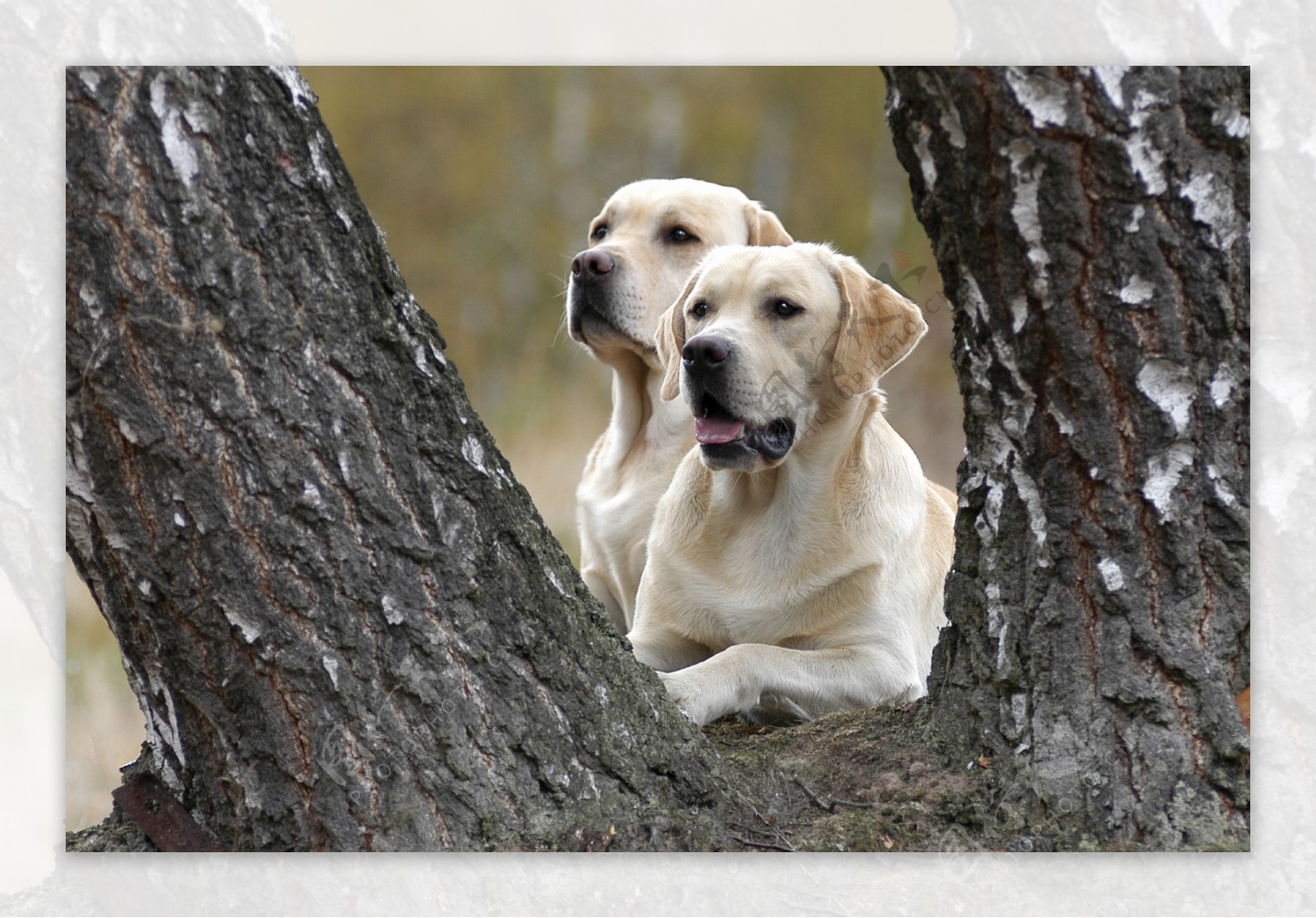 树叉中的两只狗图片