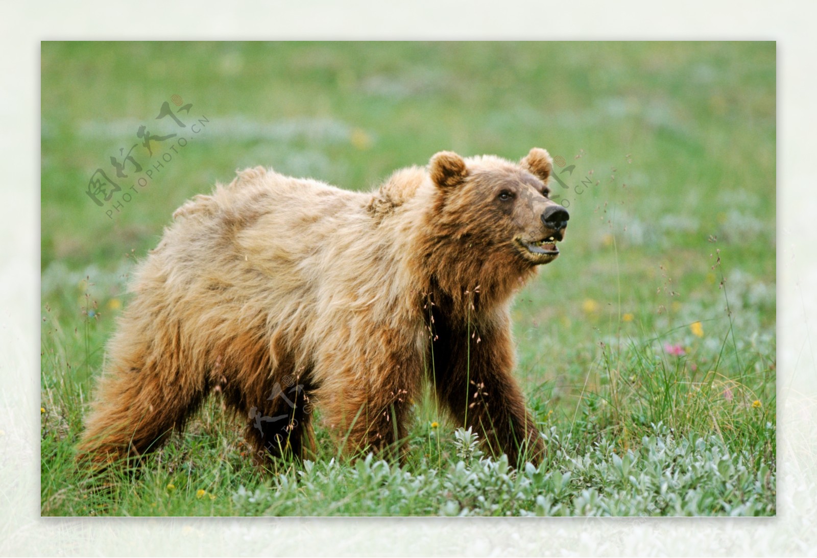 野生棕熊摄影图片
