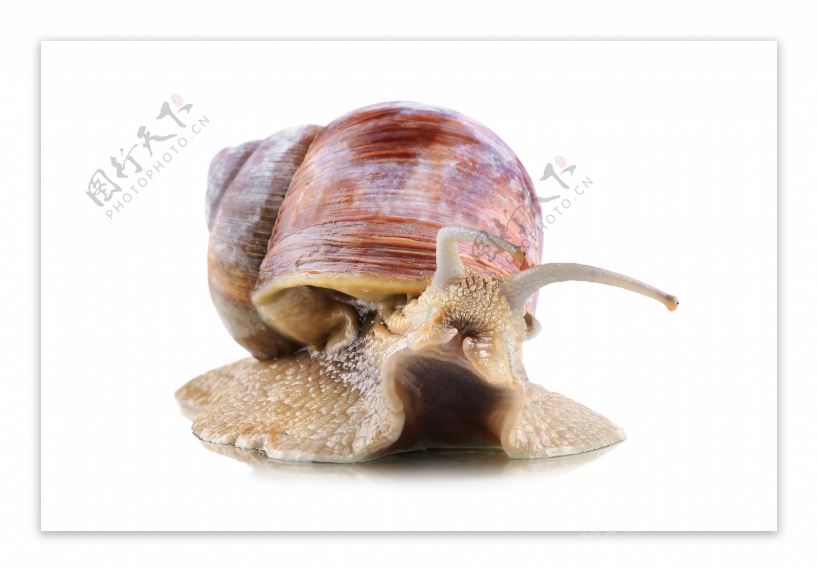 在地上爬的蜗牛图片