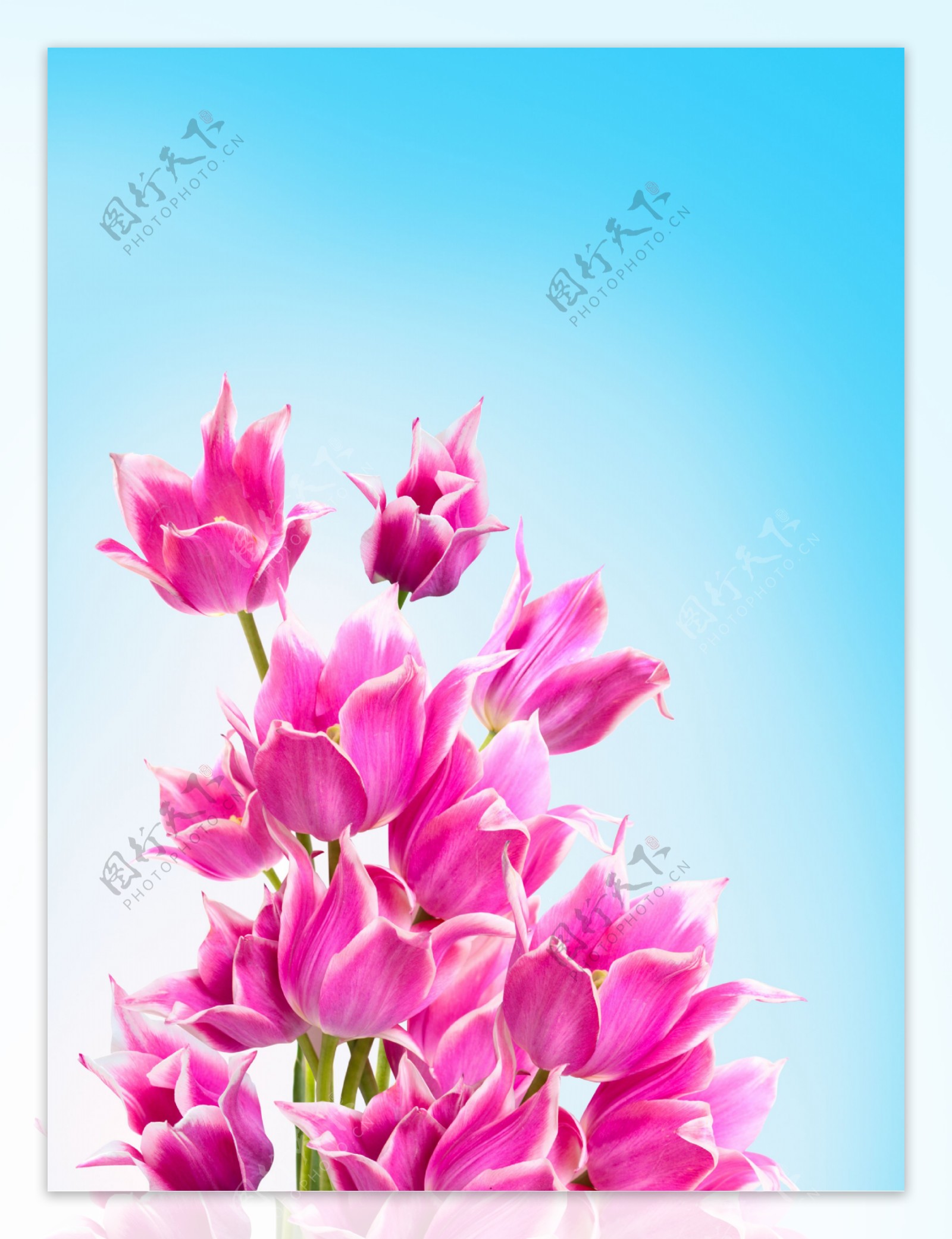 粉色浪漫郁金香花朵背景图片