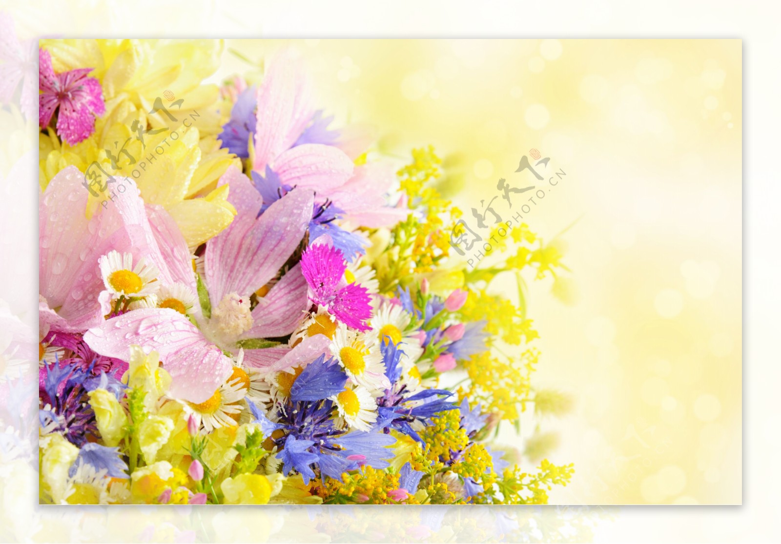 梦幻光斑与鲜花背景图片