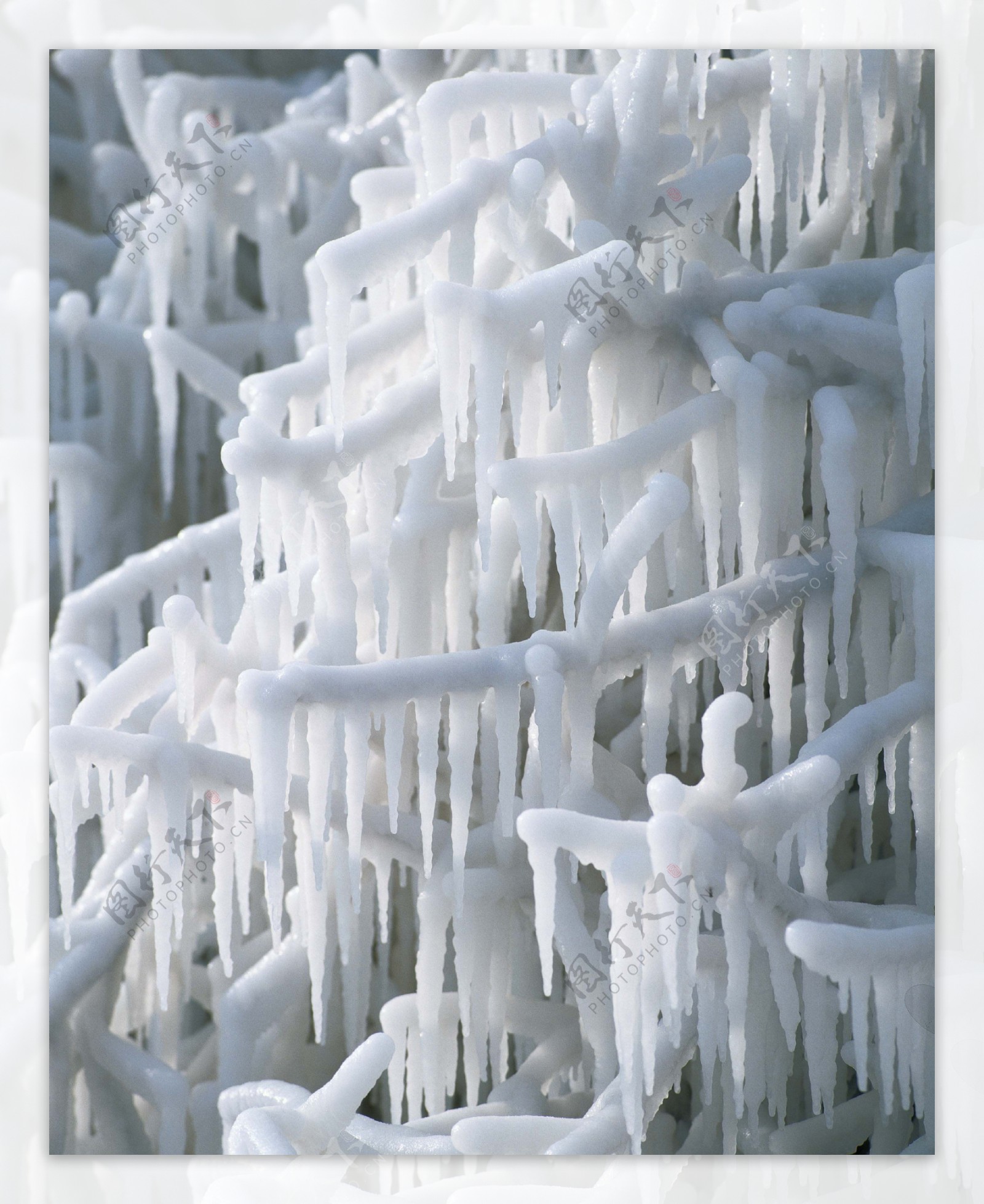 树木上的冰块特写图片