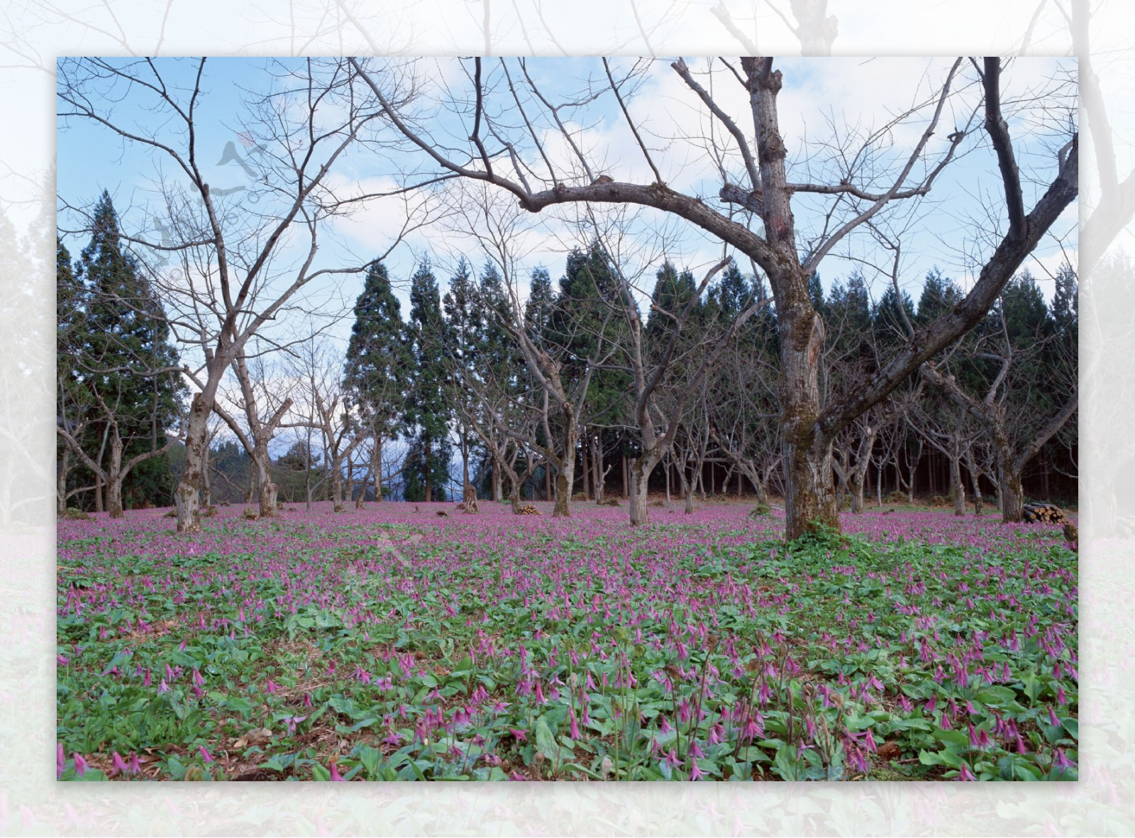 野花树木摄影图片
