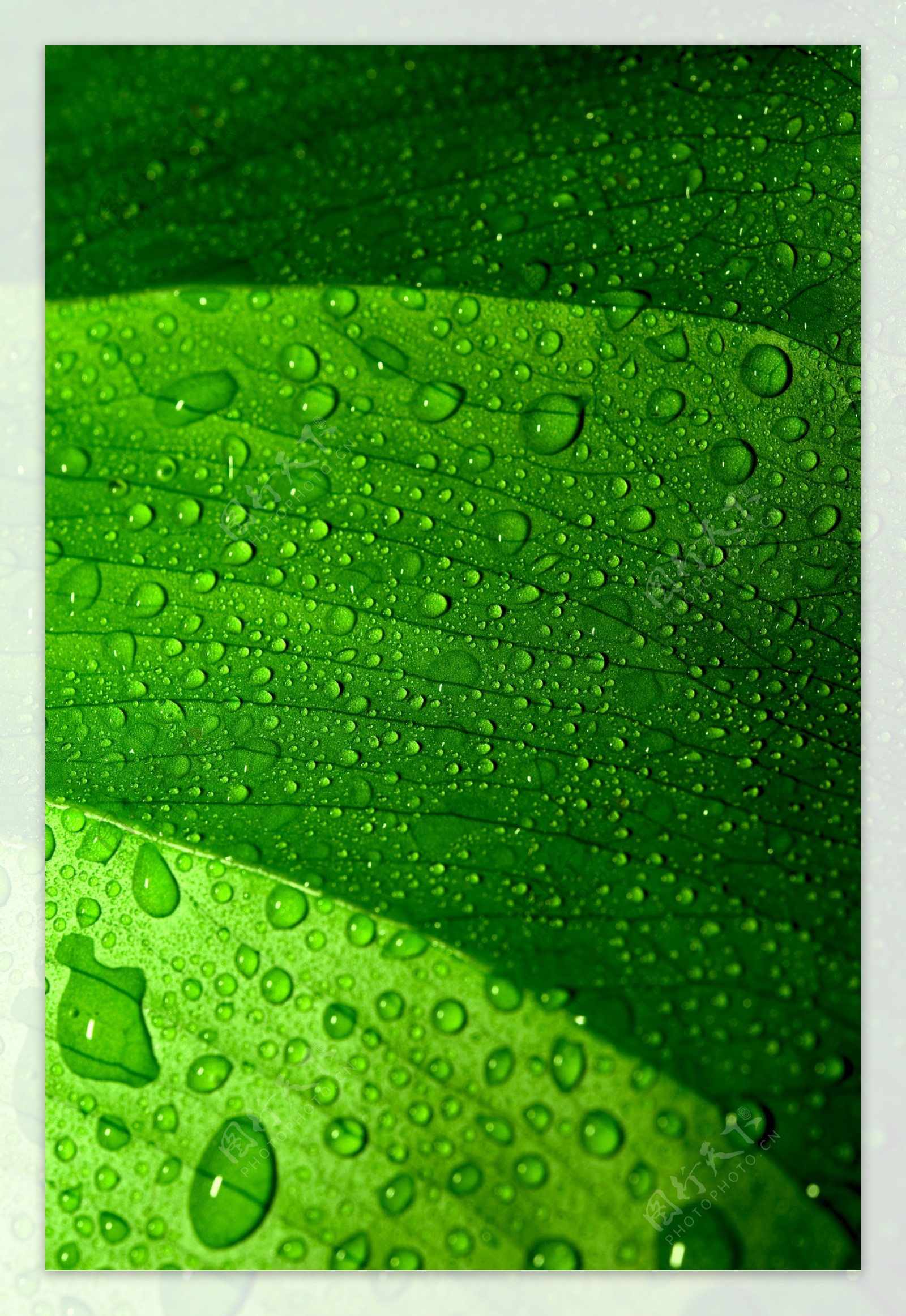 绿色树叶水珠背景图片