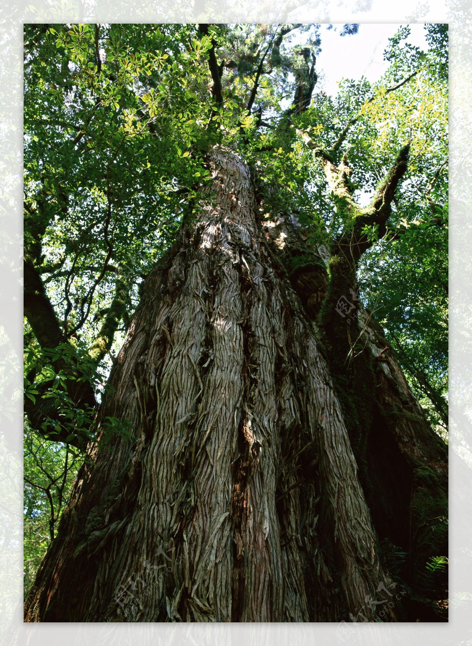 大树树根图片