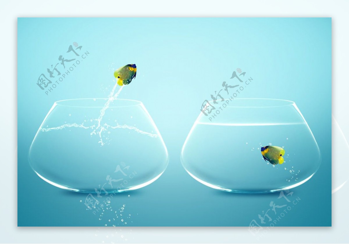 跃出水缸的鱼图片