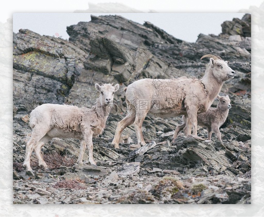 动物岩石山羊
