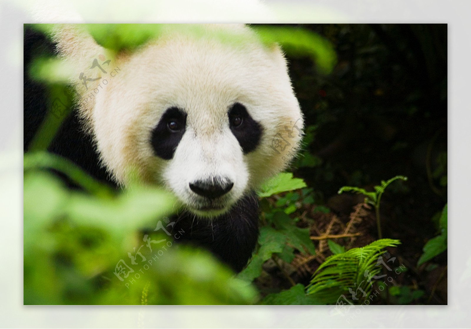 国宝熊猫特写图片