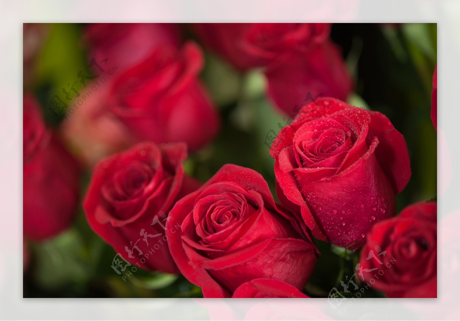 漂亮玫瑰花朵图片