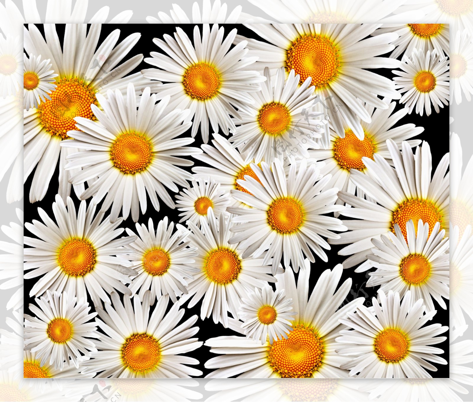 野菊花背景图片