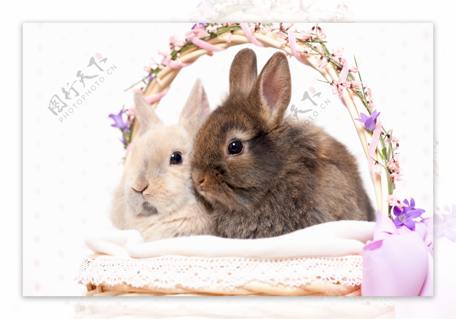 两只兔子摄影图片