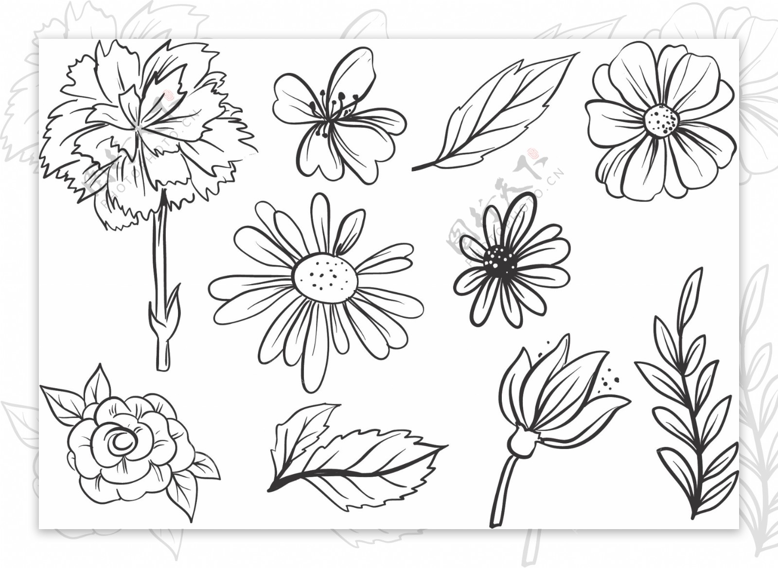 手绘线性花卉花朵