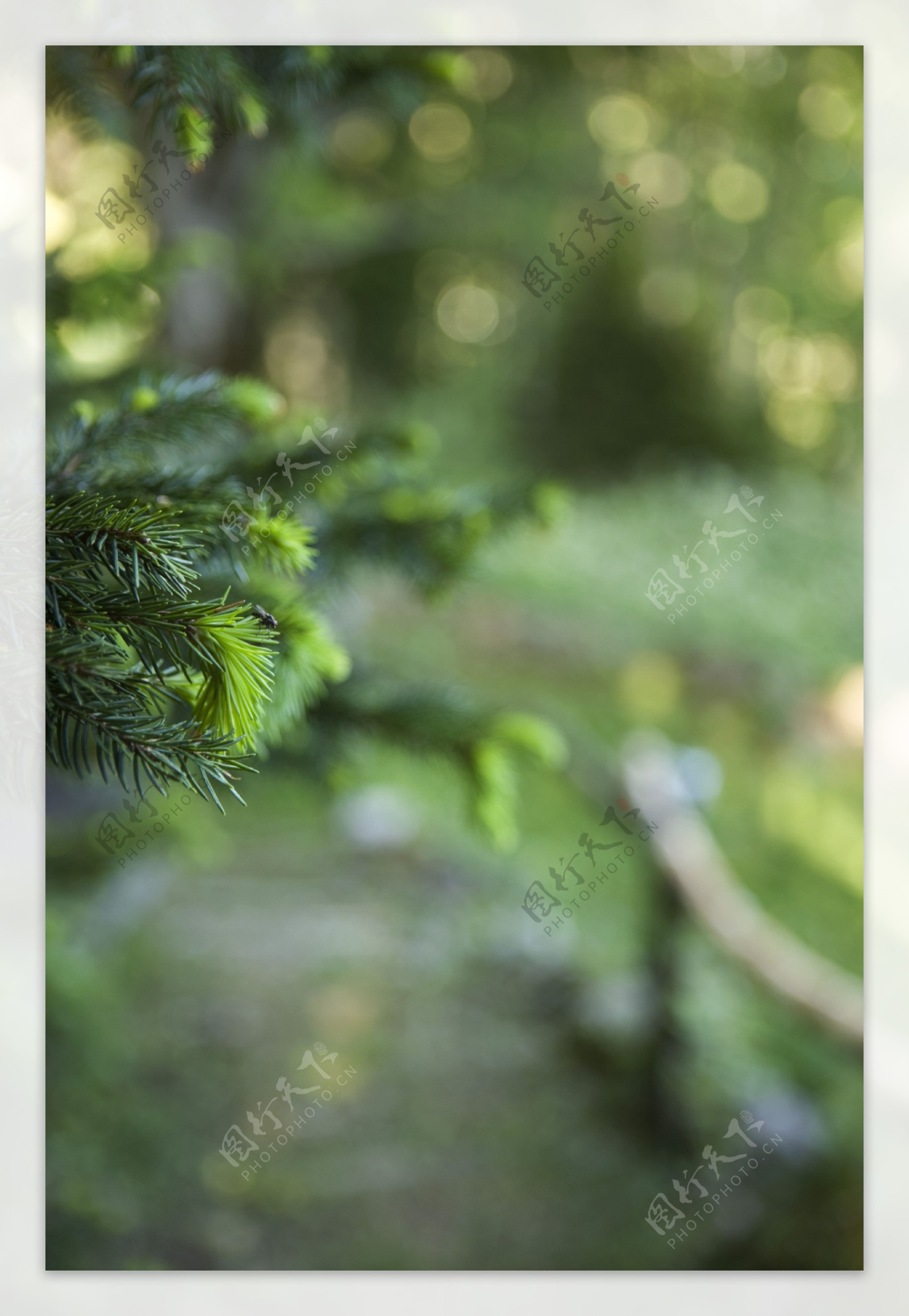 绿色植物风景图片