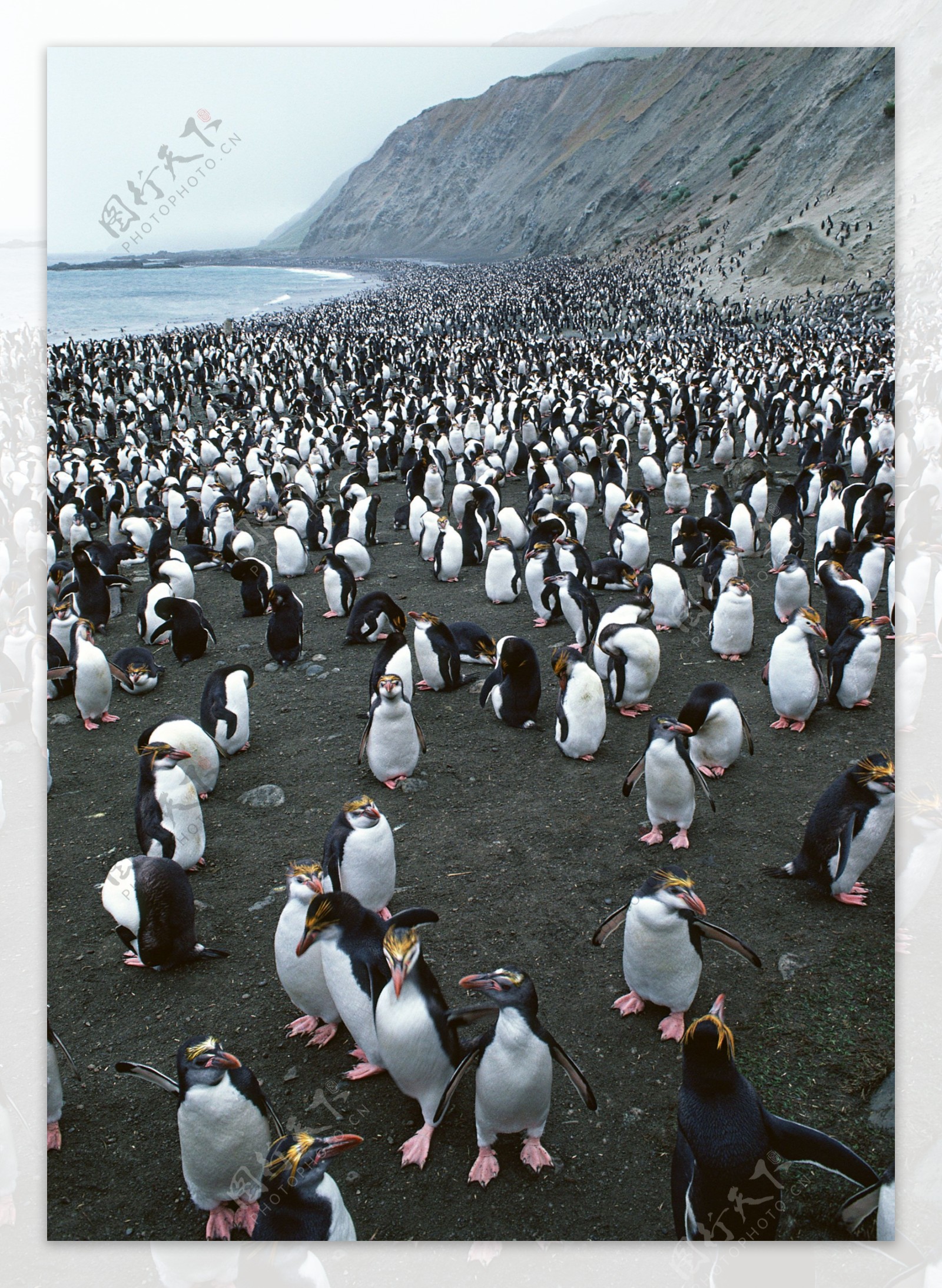 一大群企鹅摄影图片