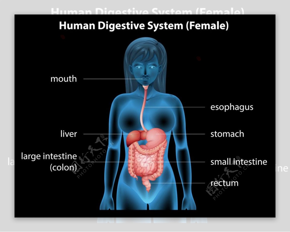 女性消化系统介绍图图片