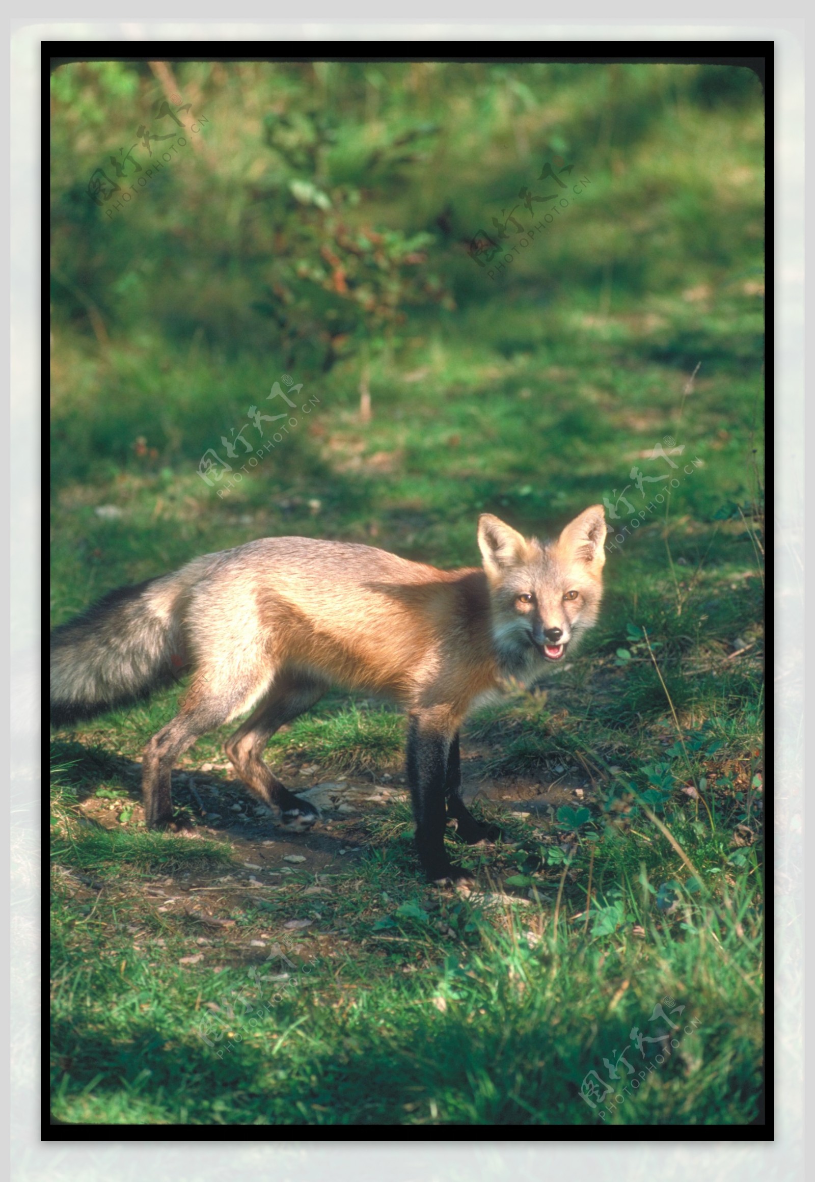草地上的狐狸图片