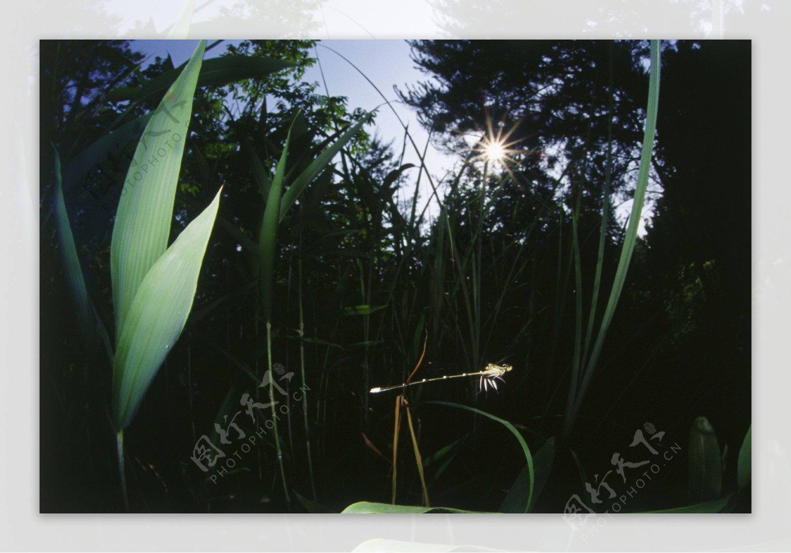 草丛中飞翔的小蜻蜓图片