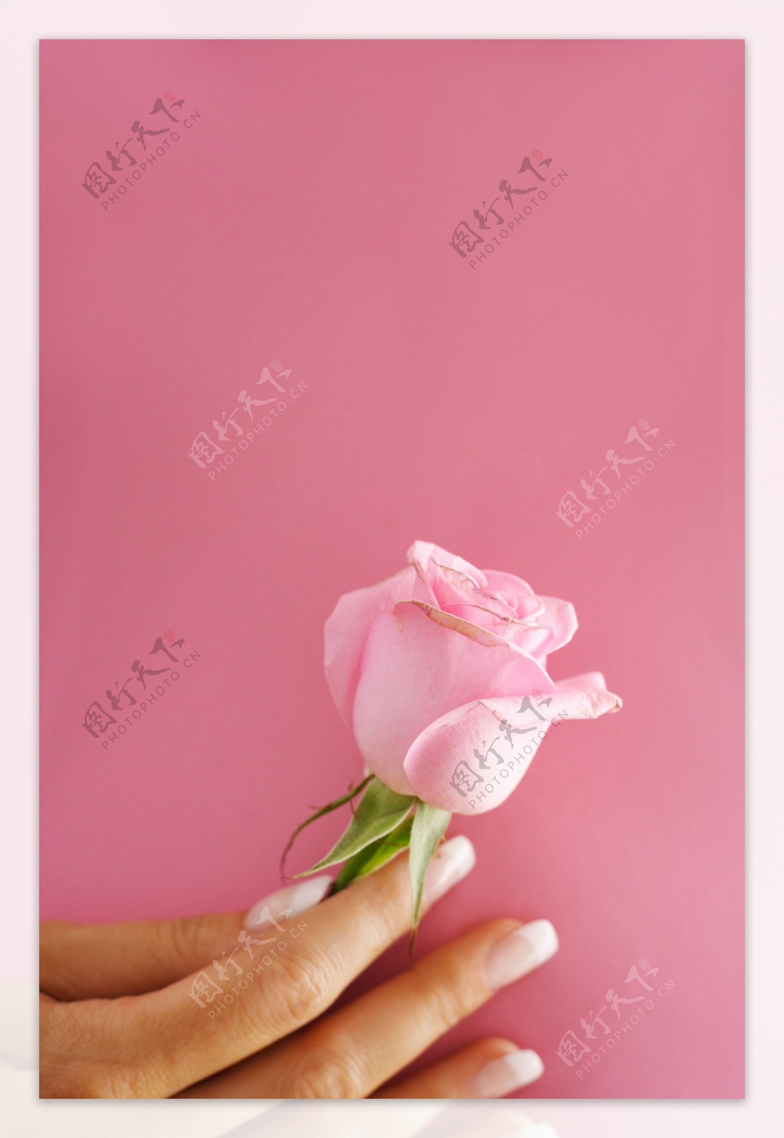 手拿玫瑰花高清图片下载-正版图片500652194-摄图网