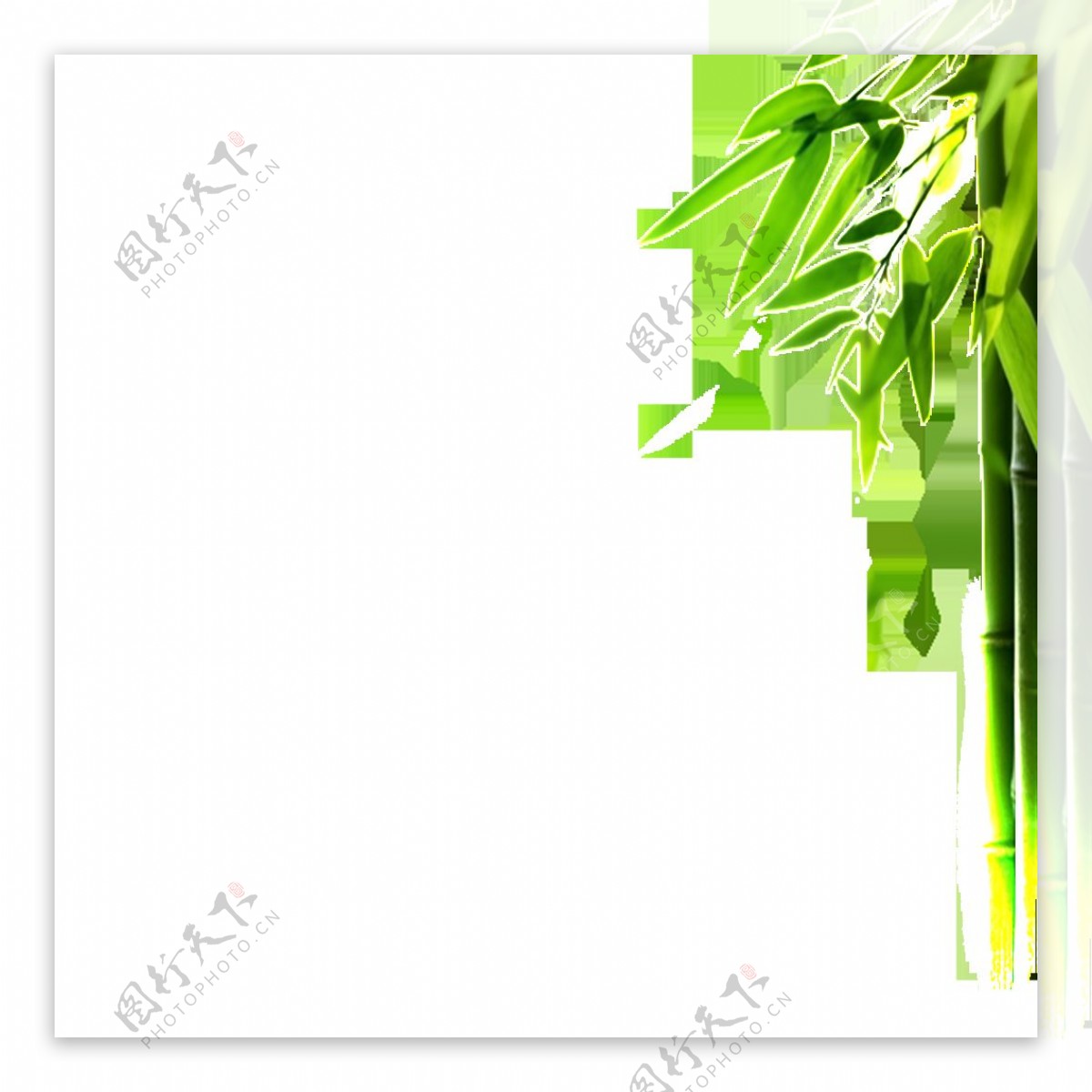 绿色竹子竹叶唯美素材