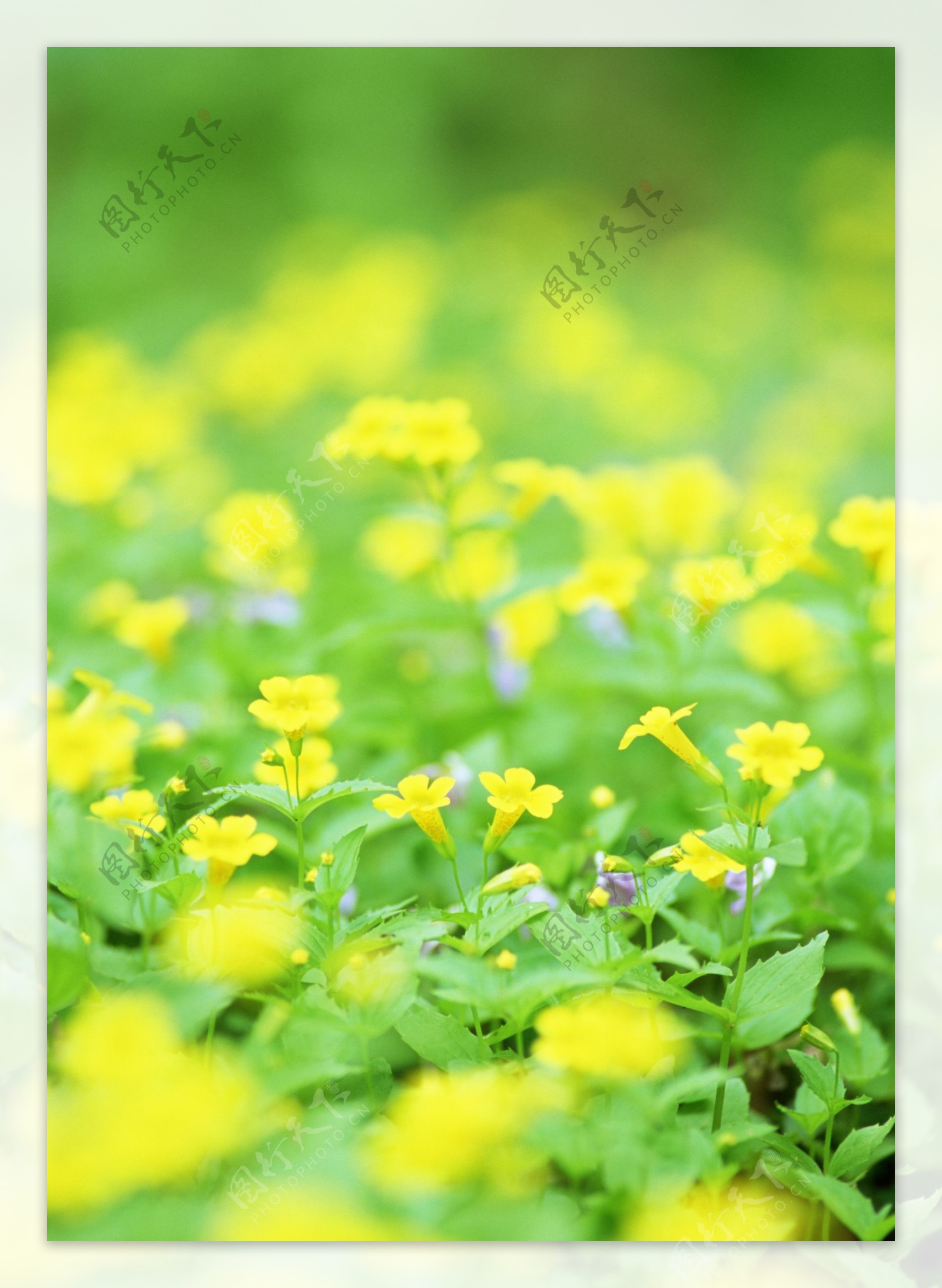 黄色小野花摄影图片