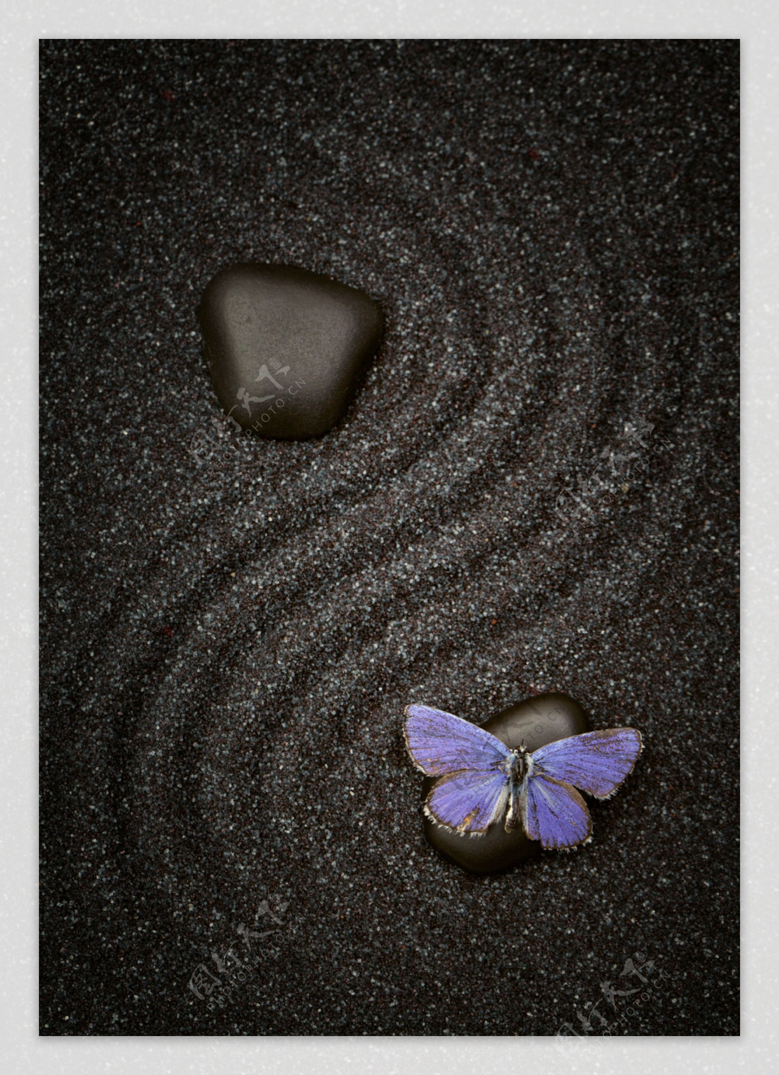 紫色蝴蝶与鹅卵石图片