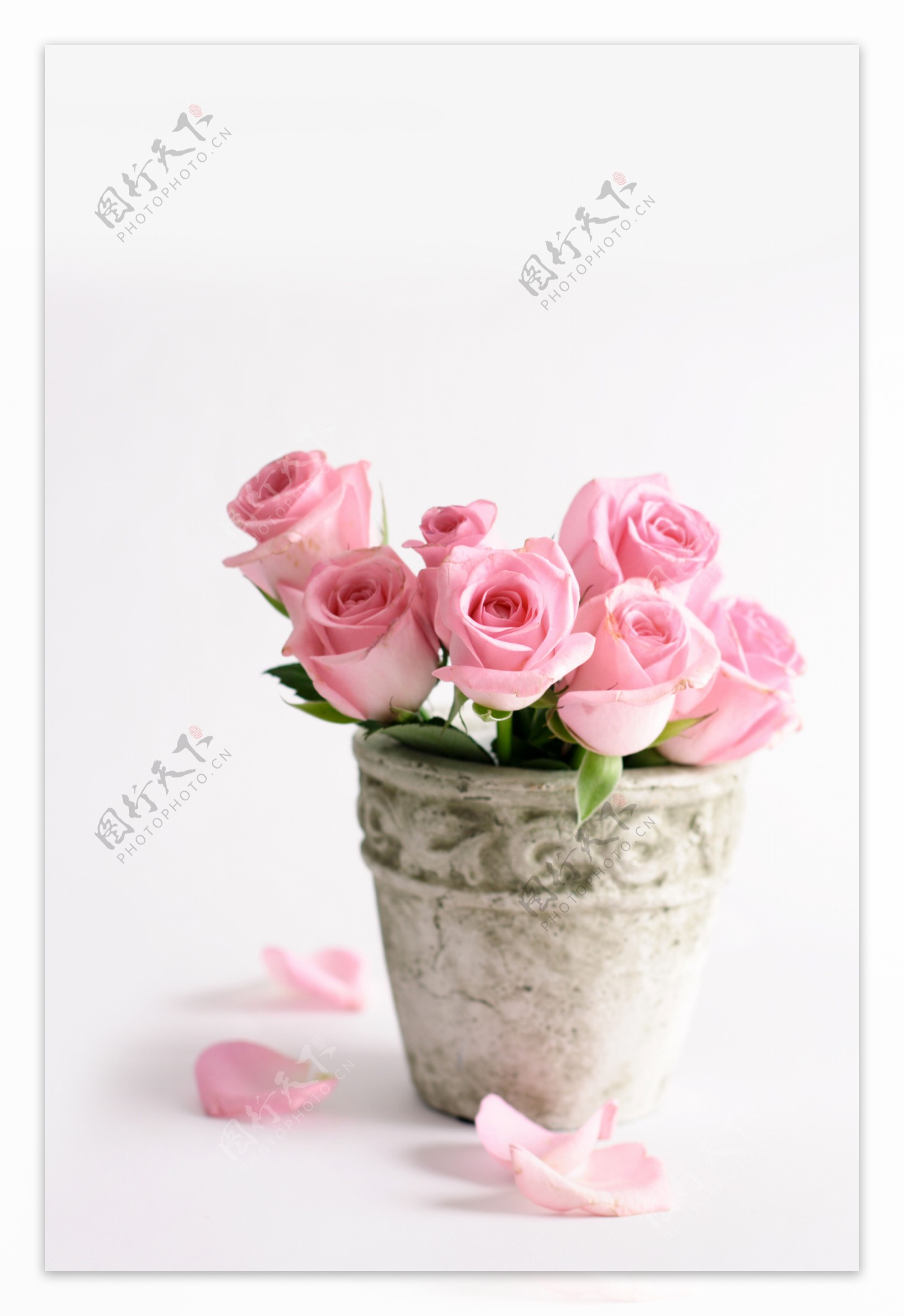 美丽粉红色玫瑰花图片